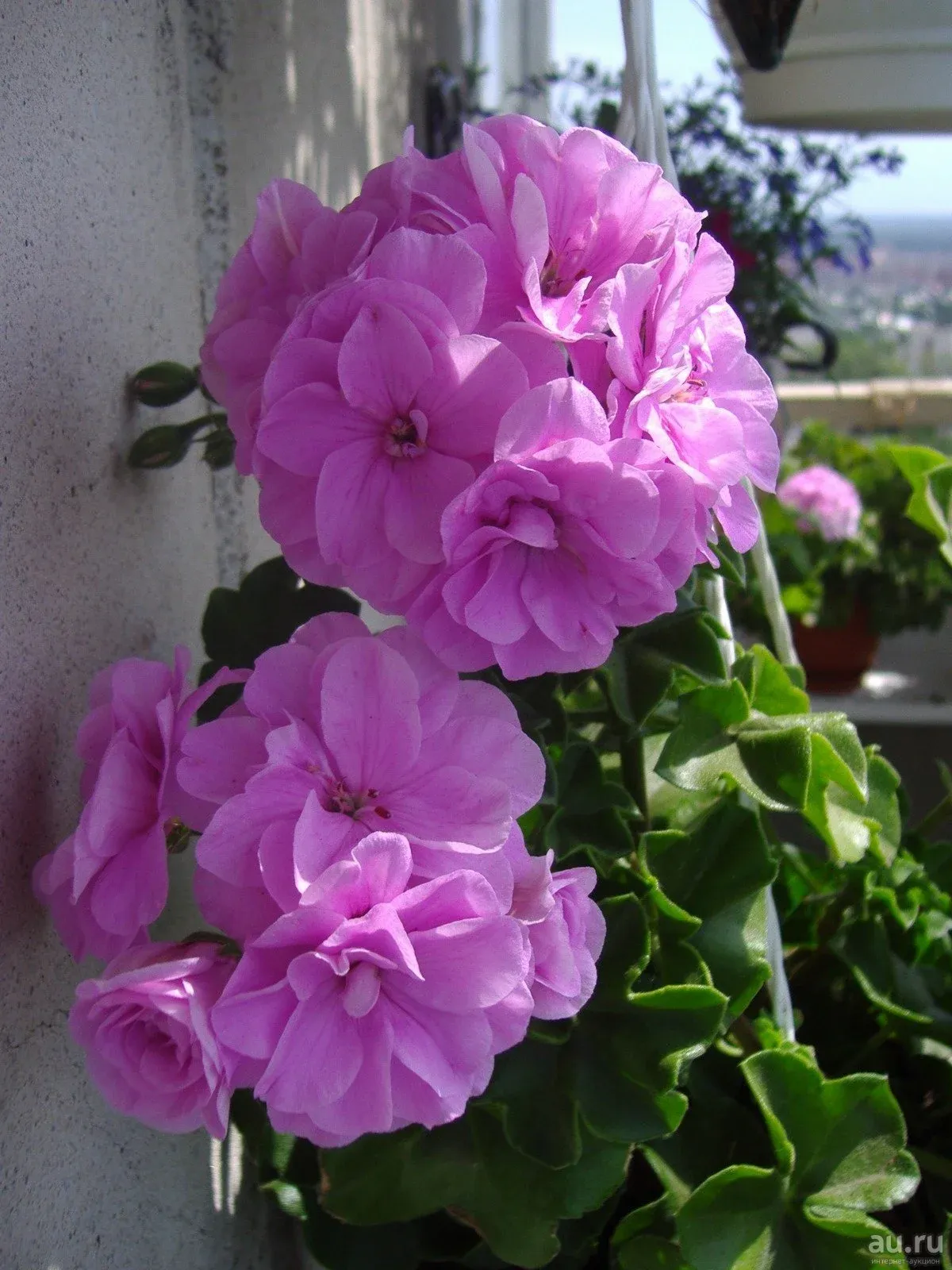 Pac Lilac Rose пеларгония