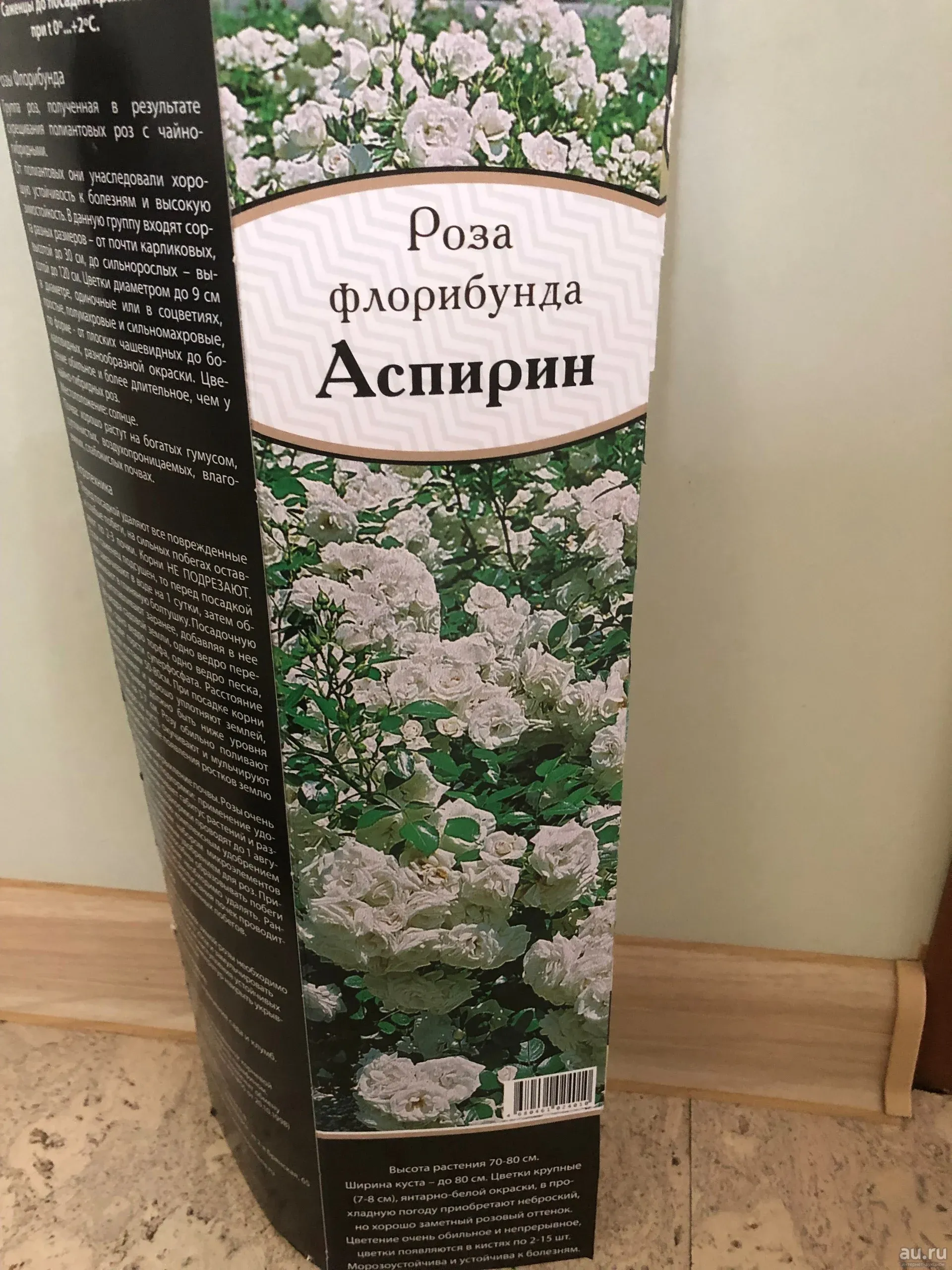 Роза аспирина аспирина