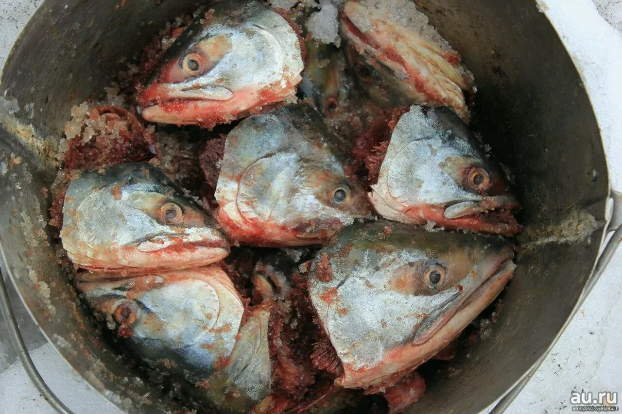 Голова самки горбуши