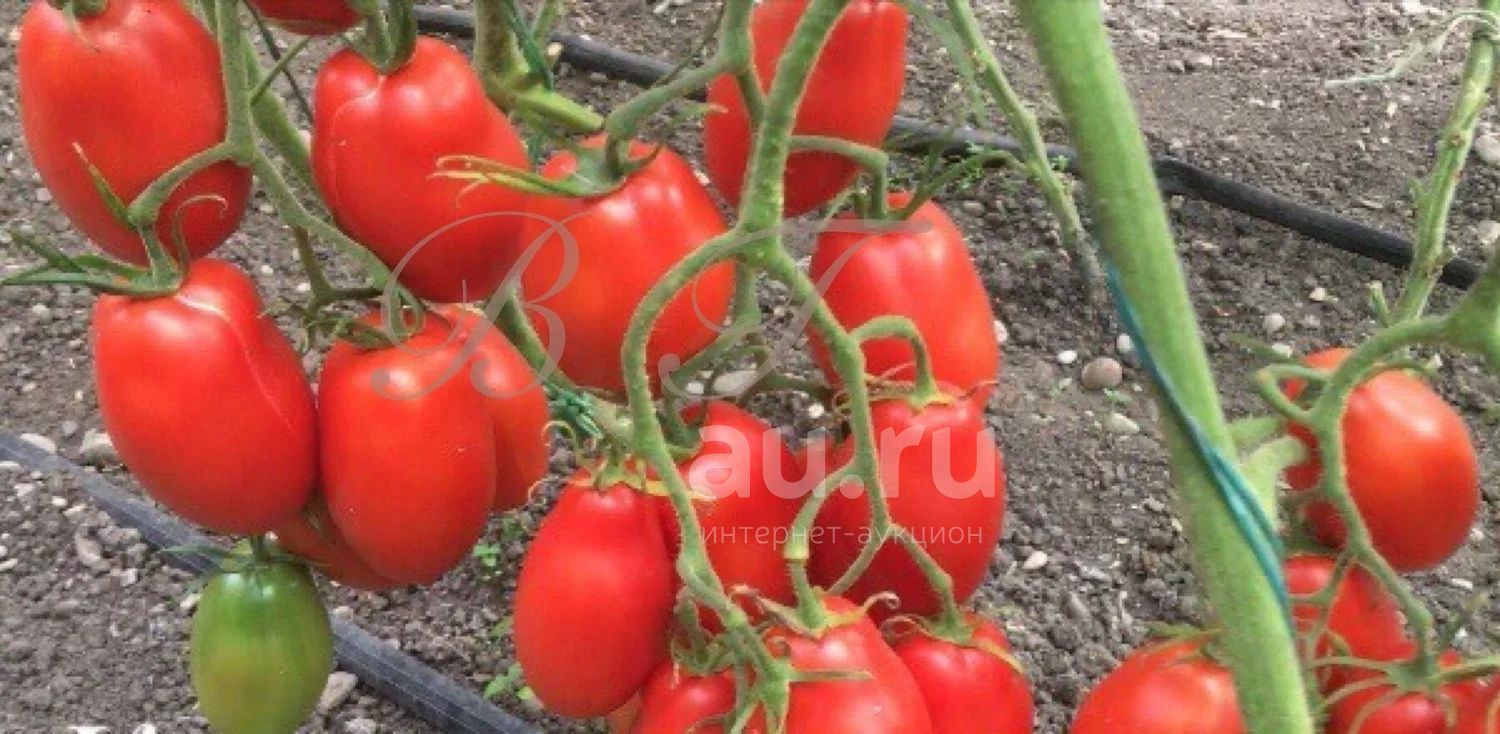 Томаты (помидоры), семена Сорт "Кавказская лиана" — купить в ...
