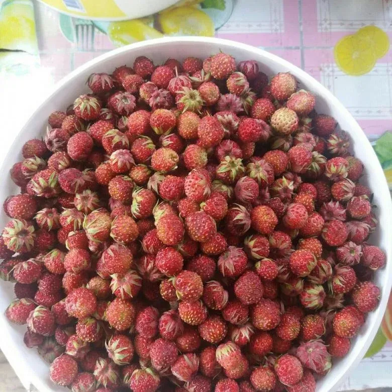 Полоника ягода фото и описание