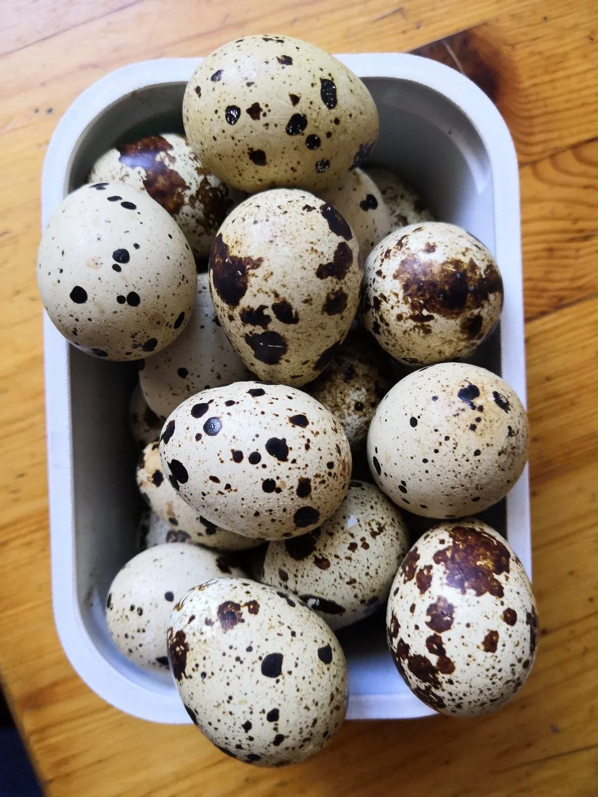 Перепелка с яйцами