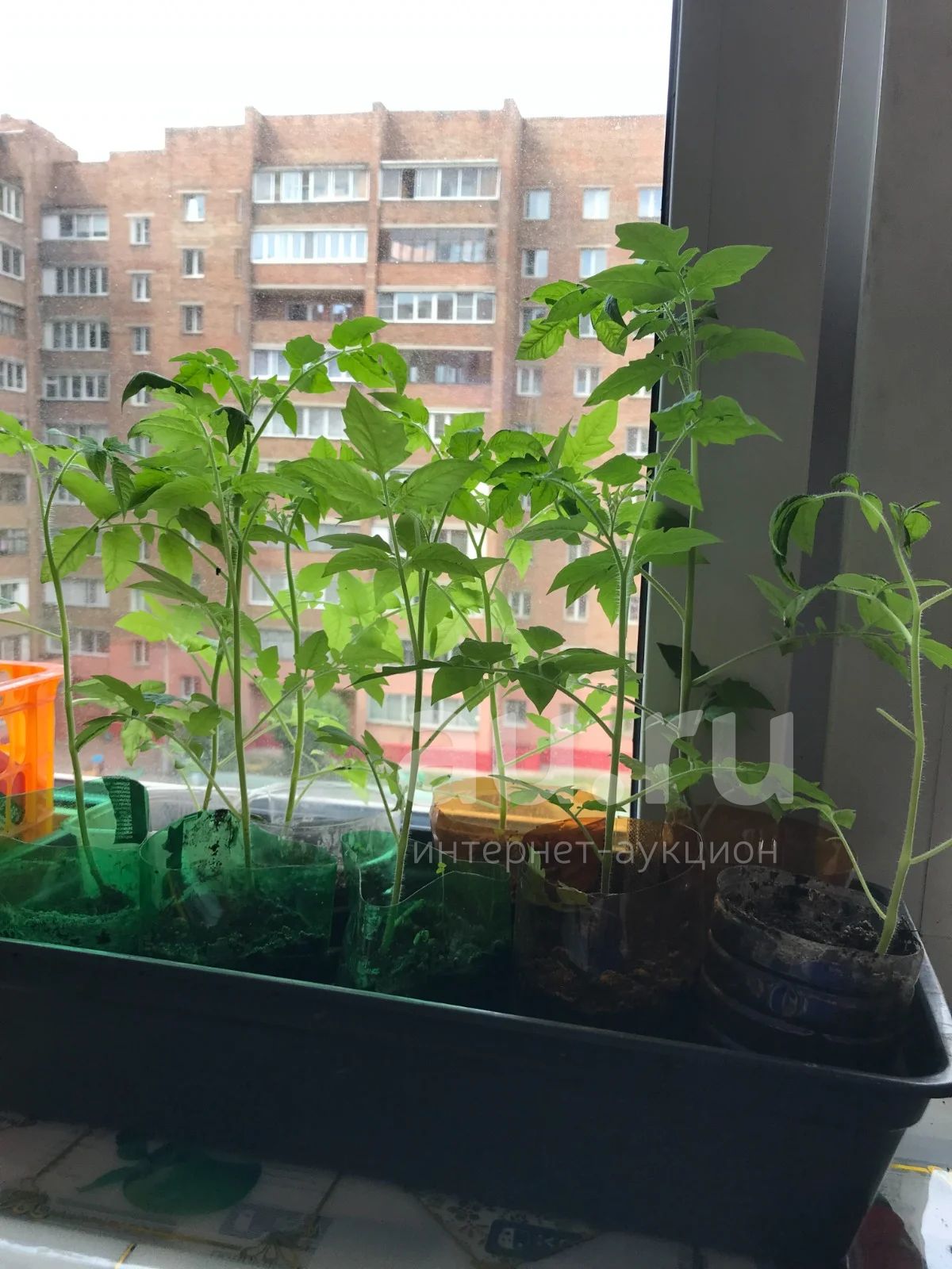 Рассада помидор Минусинские, крупные, сладкие цена лота за 1 шт ...