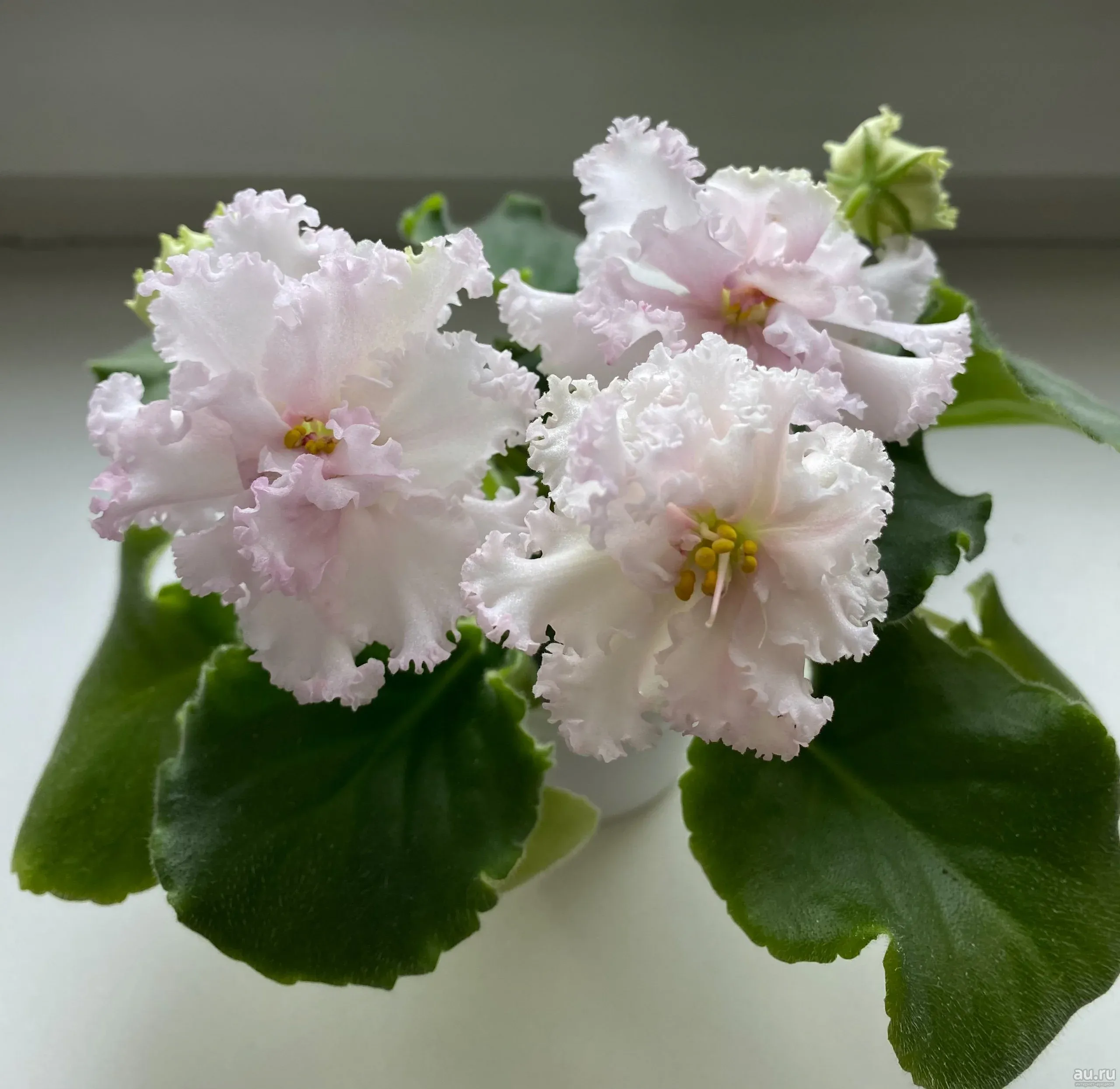 Лф катя фиалка