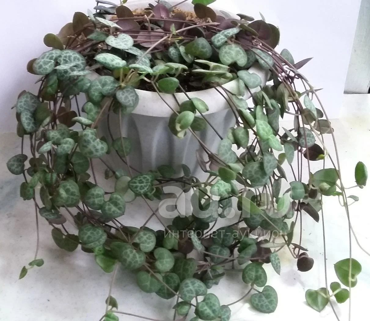 Ампельные Суккуленты комнатные