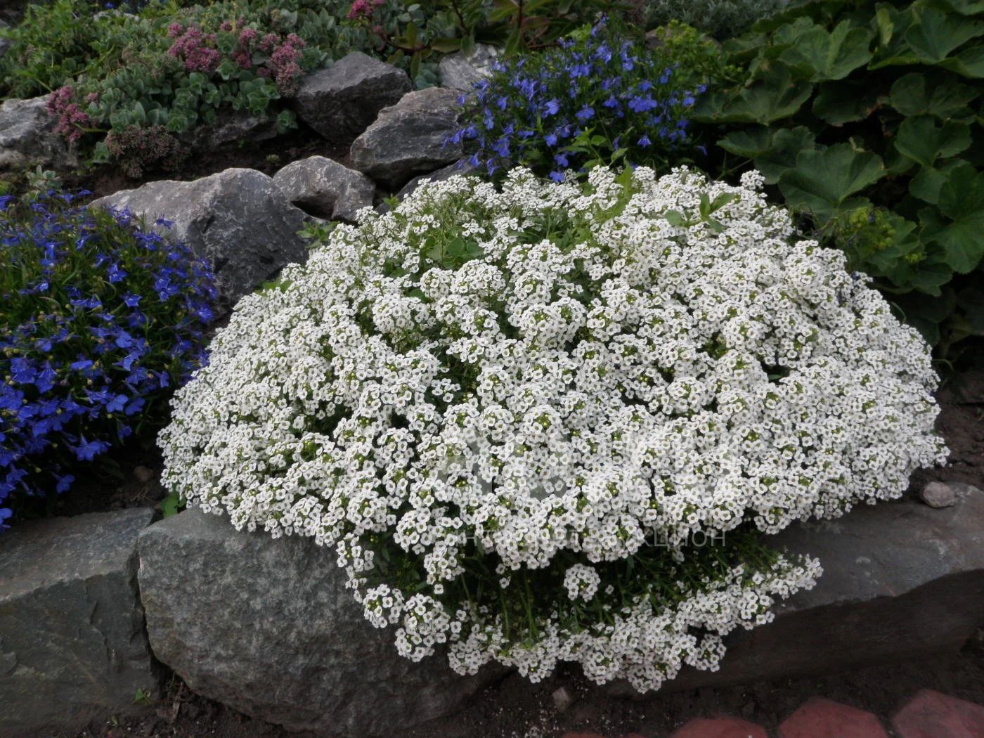 Алиссум Каменник