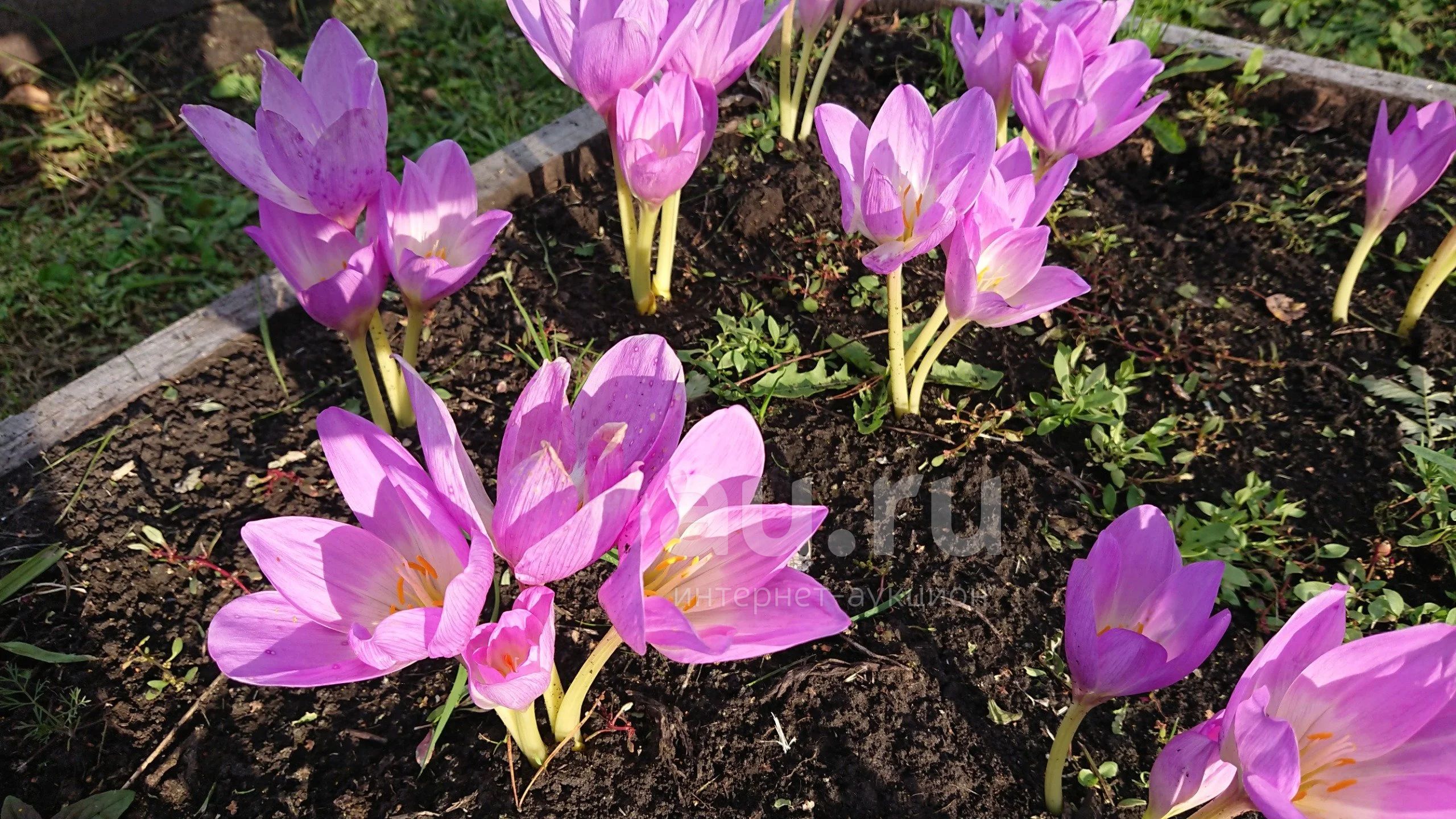 Безвременник яркий Colchicum laetum Stev Семейство Мелантиевые — Melanthiaceae