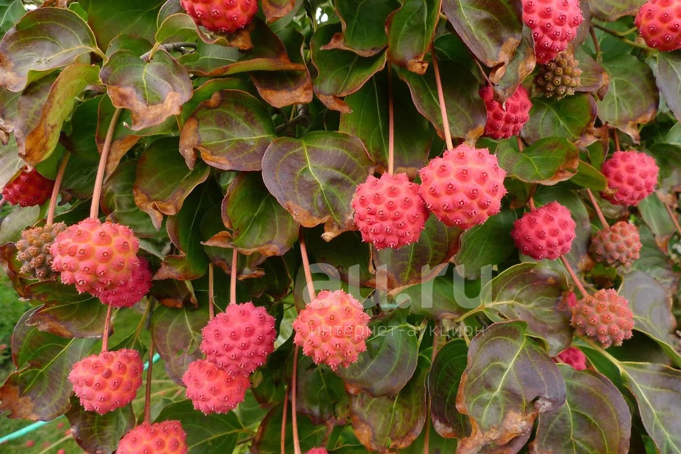 Клубничное дерево (Cornus kousa). Семена. — купить в Красноярске. Другое  (семена, рассада, садовые растения) на интернет-аукционе Au.ru