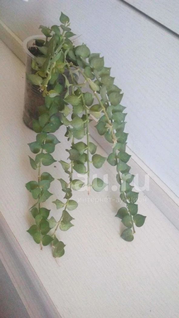 Дисхидия ruscifolia