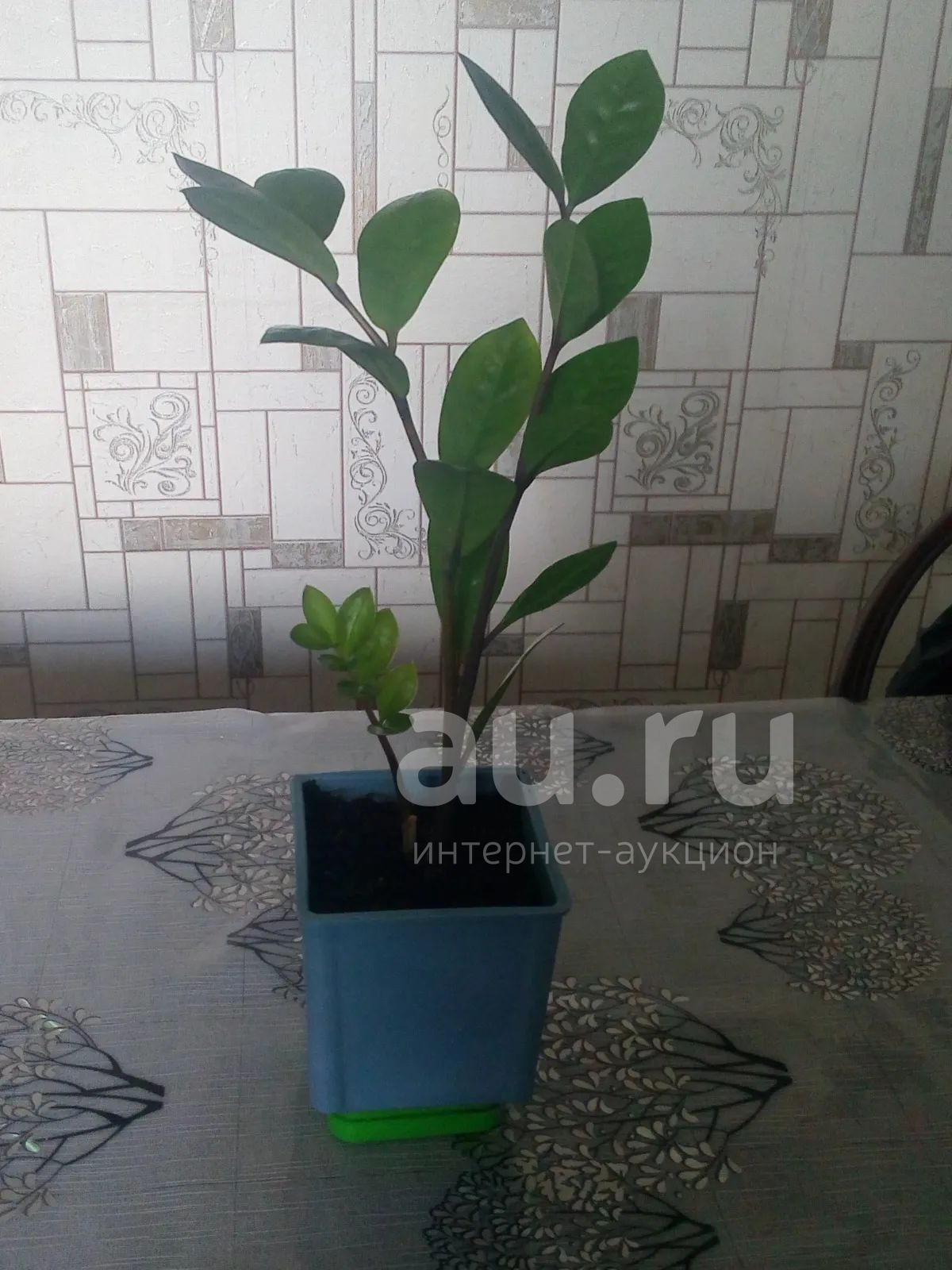 Замиокулькас долларовое дерево — купить в Красноярске. Горшечные ...