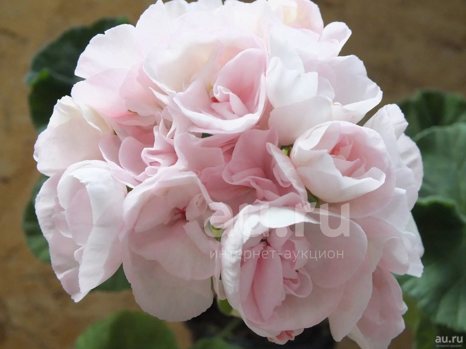 Пеларгония Lady Mawis Pilkington