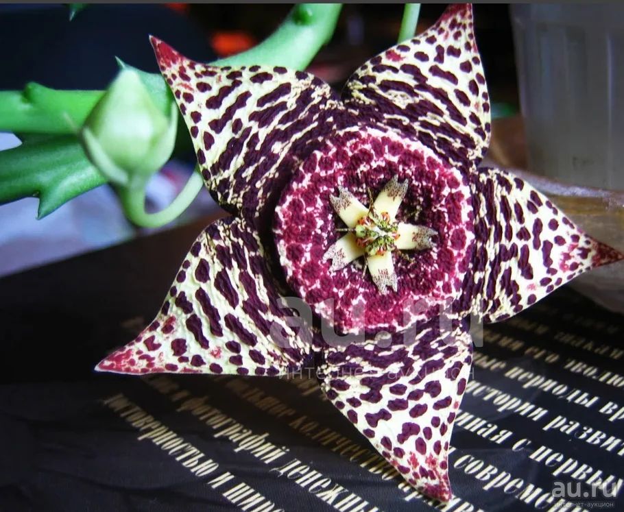 Стапелия пестрая Stapelia variegata