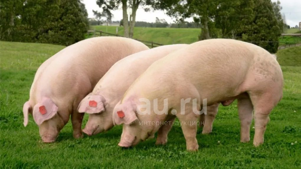 Франция свинья. Свиньи. Много свиней. Фото свиньи. Свинья взрослая.