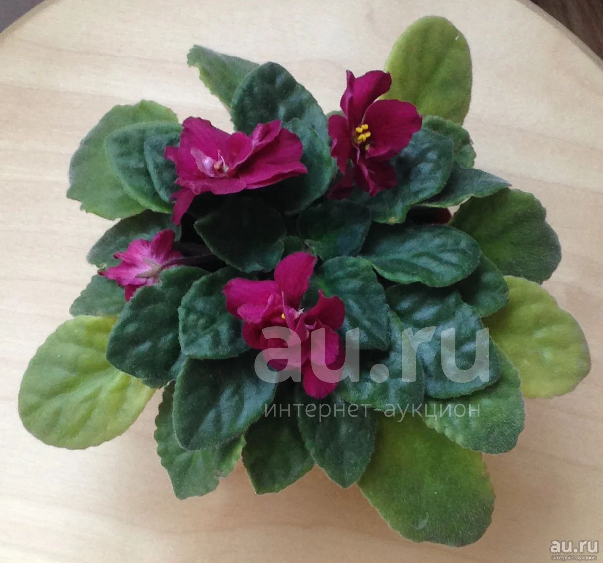 Бордовая фиалка