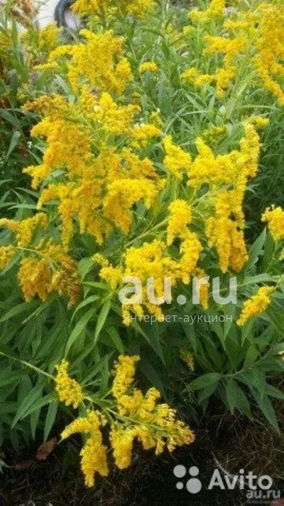 Сибирская мимоза — купить в Красноярске. Садовые цветы на интернет ...