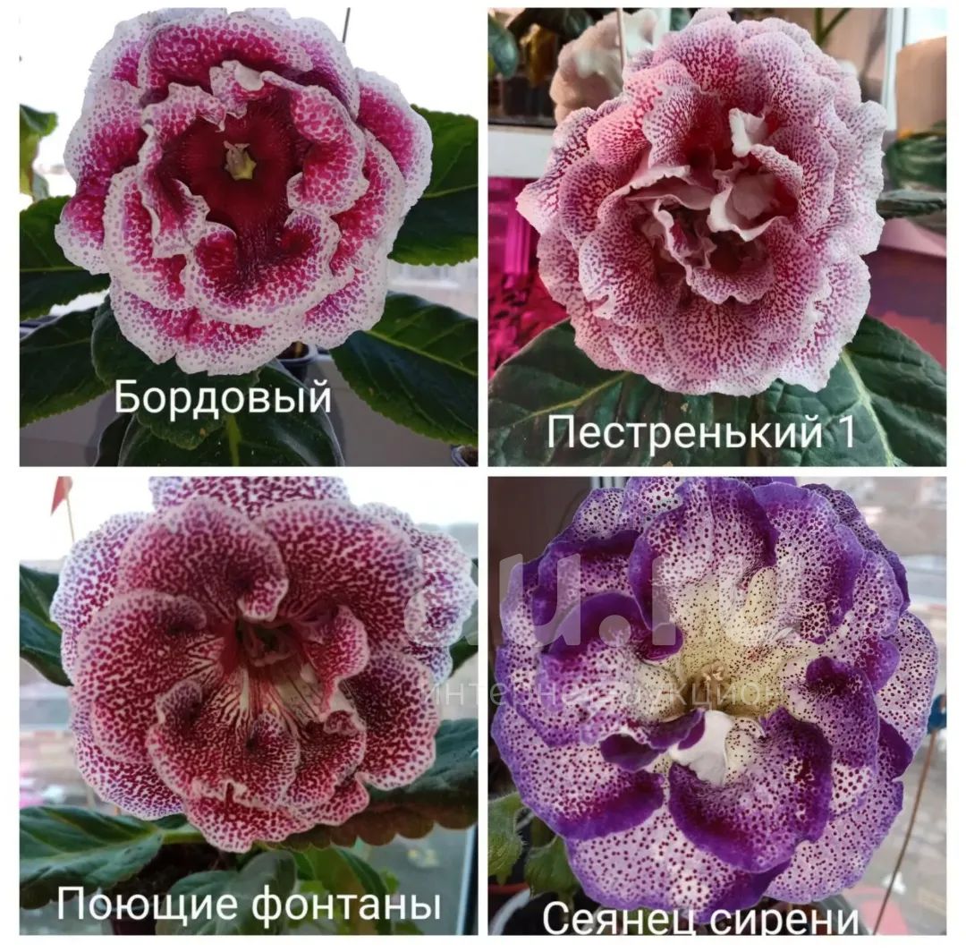 Глоксиния — купить в Красноярске. Горшечные растения и комнатные цветы ...