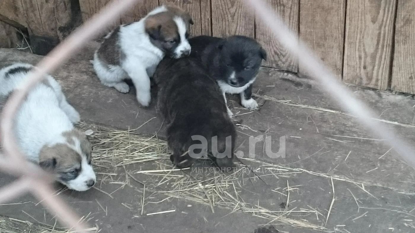 Алабай с дворнягой смесь