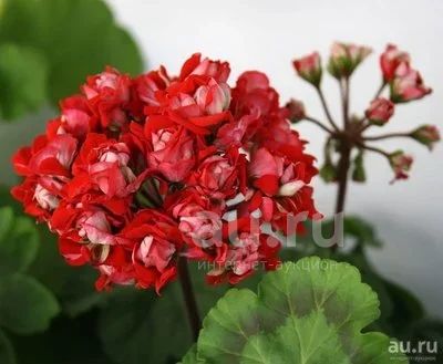 пеларгония розебудная Vectis Rosebud — купить в Красноярске. Горшечные ...