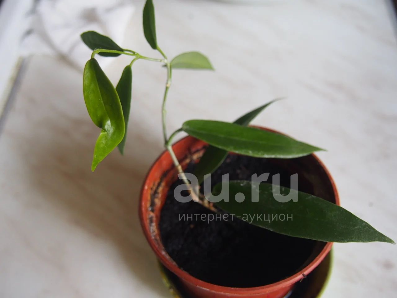 Хойя onychoides