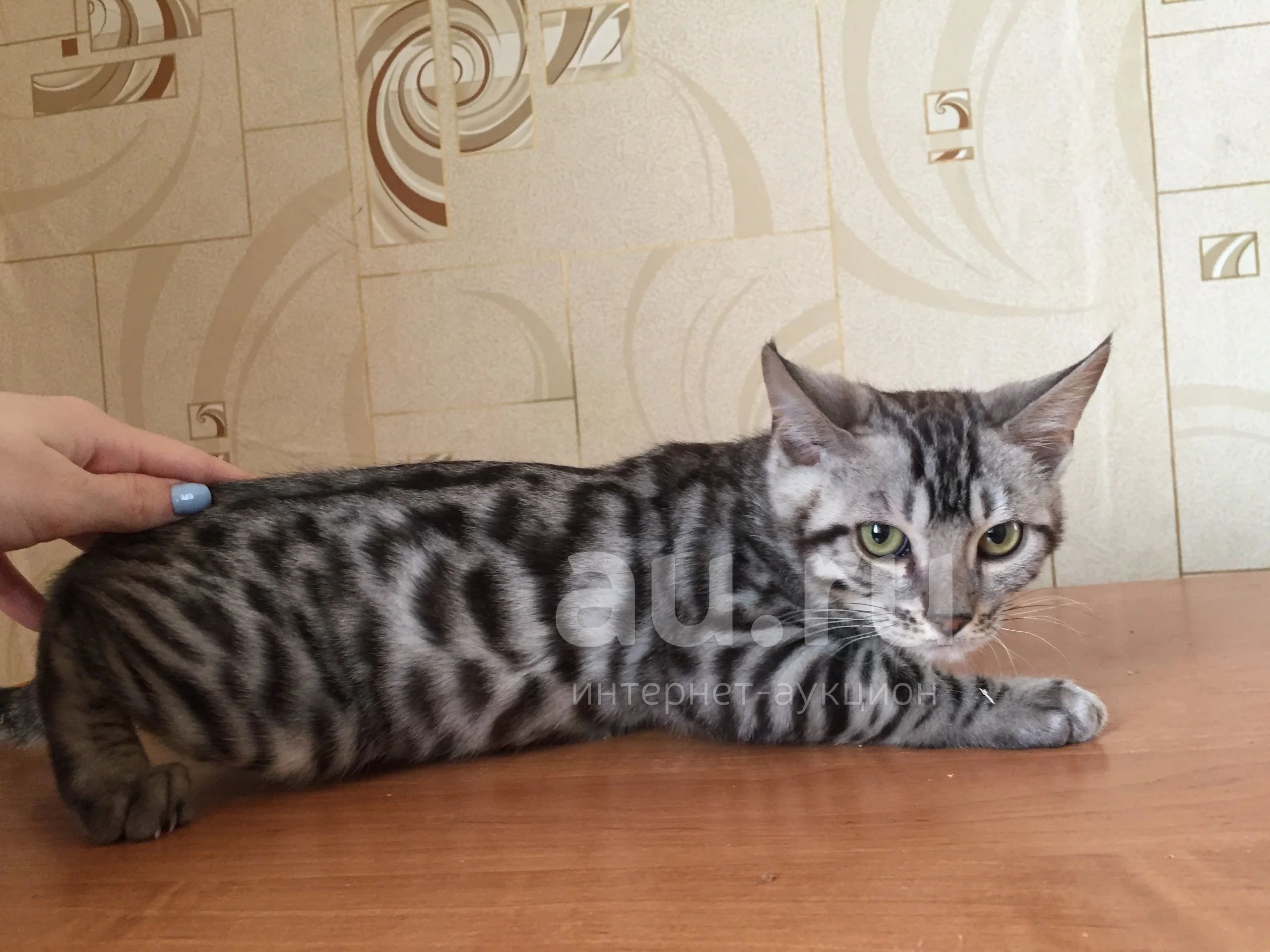 Бенгальская кошка