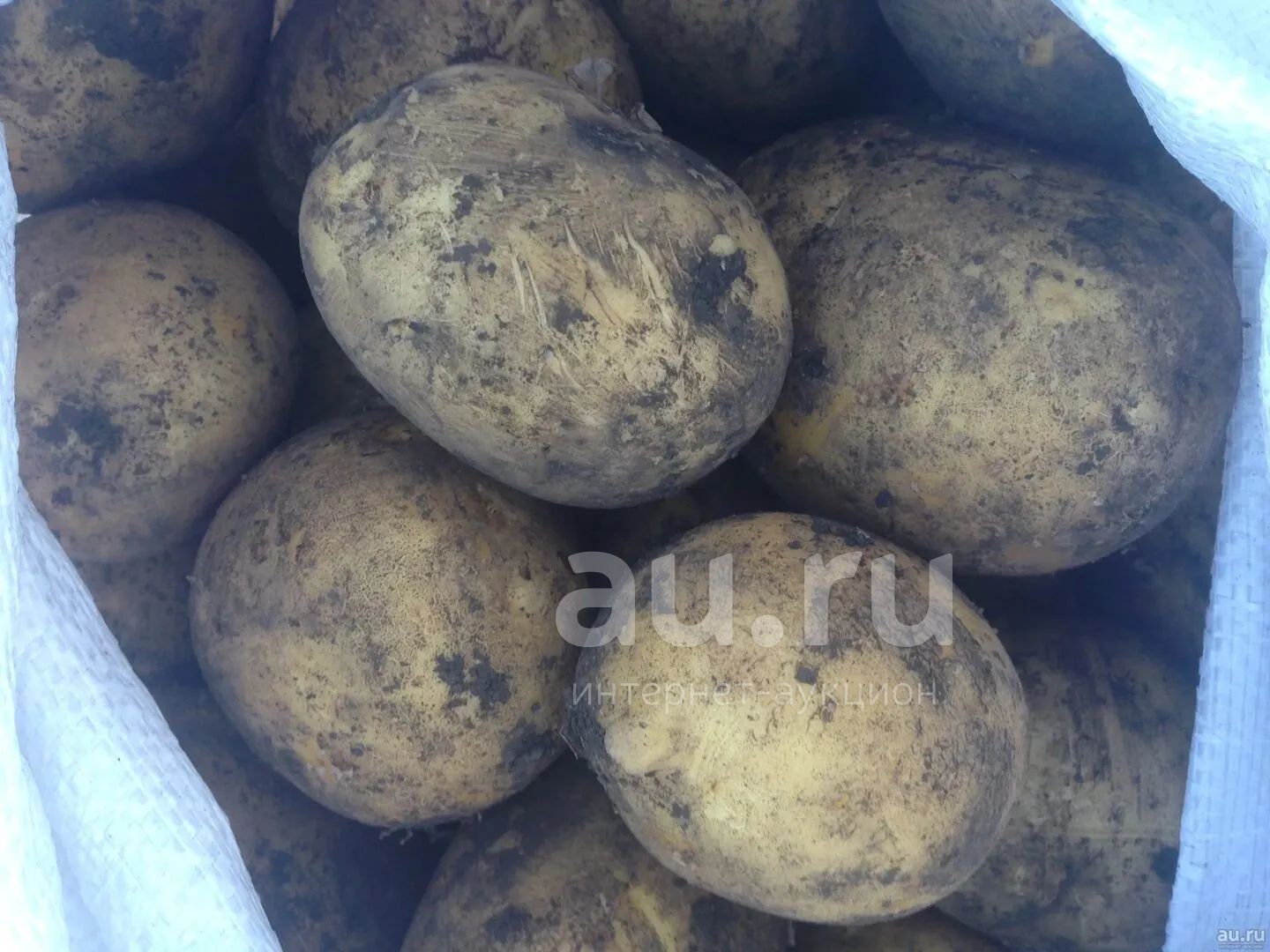 Картофель Гала — купить в Красноярске. Овощи, фрукты, зелень на ...