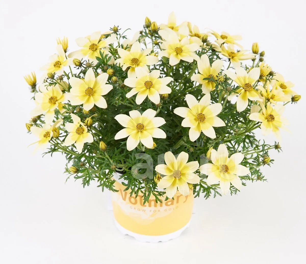 Биденс фото цветов уход NEW) Beedance ® Painted Red Bidens hybrid Suntory ® Collect. Flickr