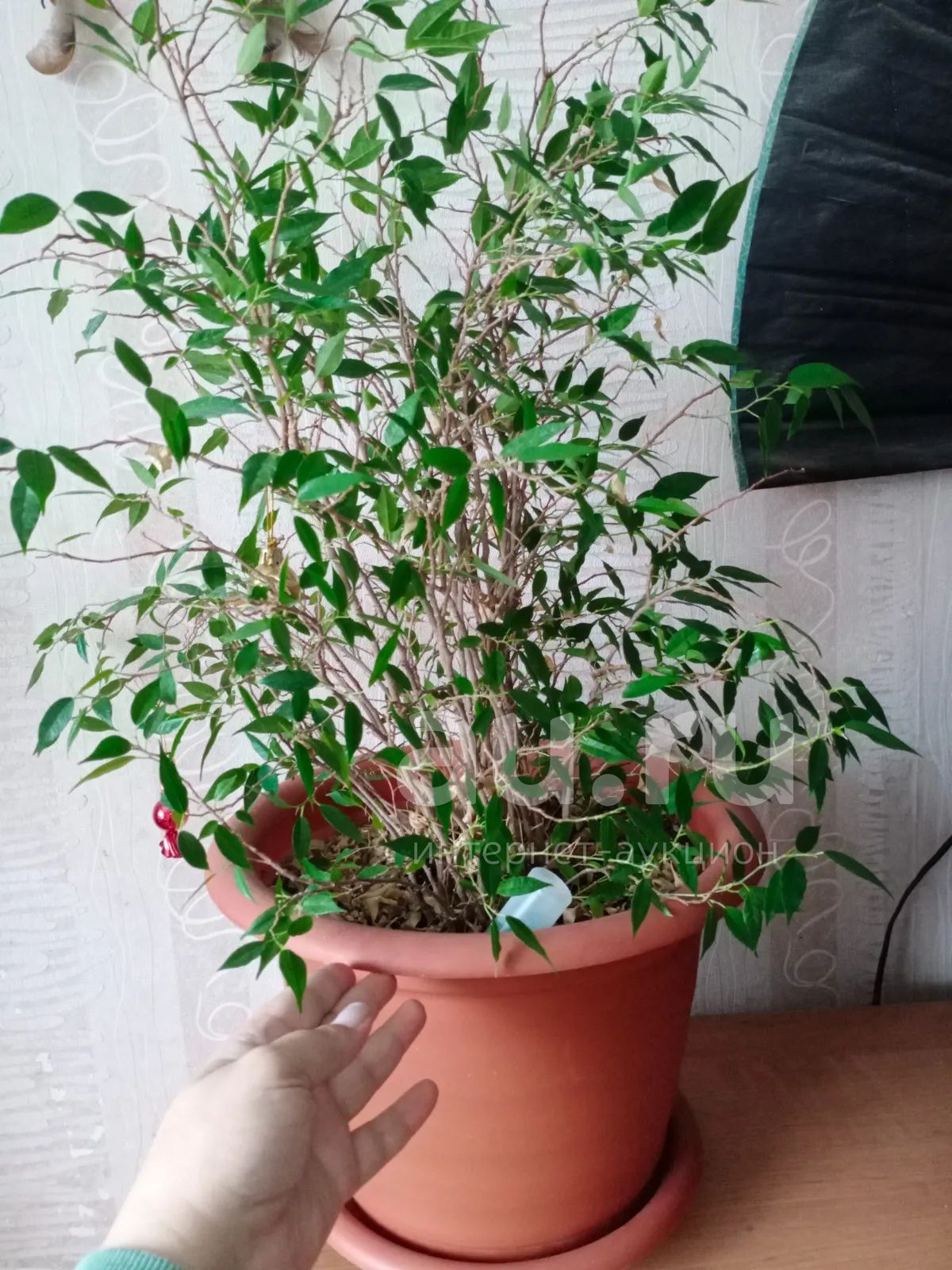 Ficus benjamina Natasja