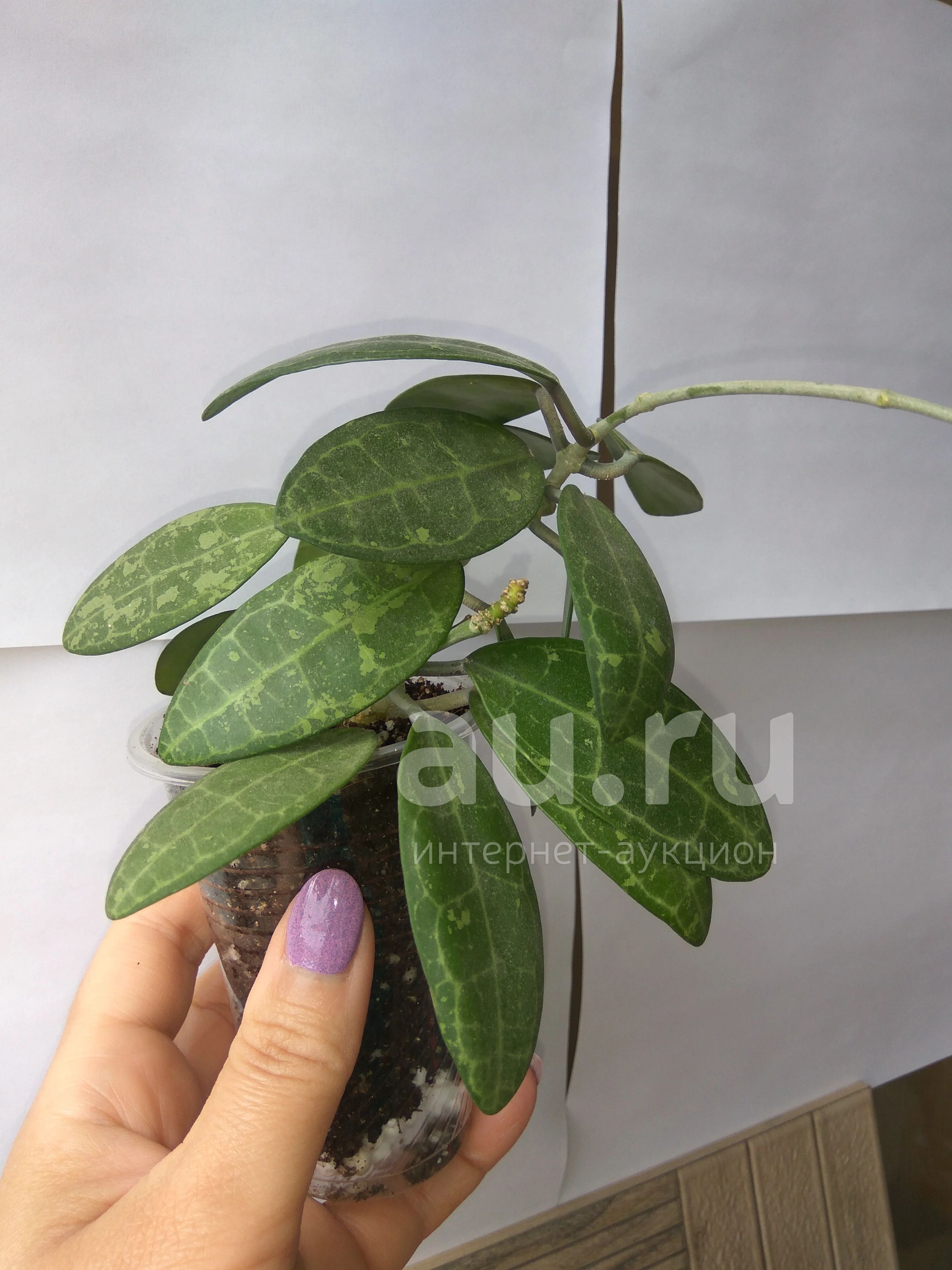Хойя elliptica