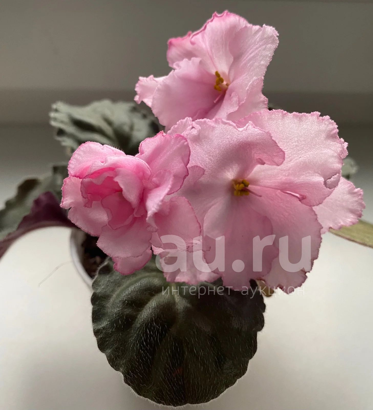 Фиалка шанталь