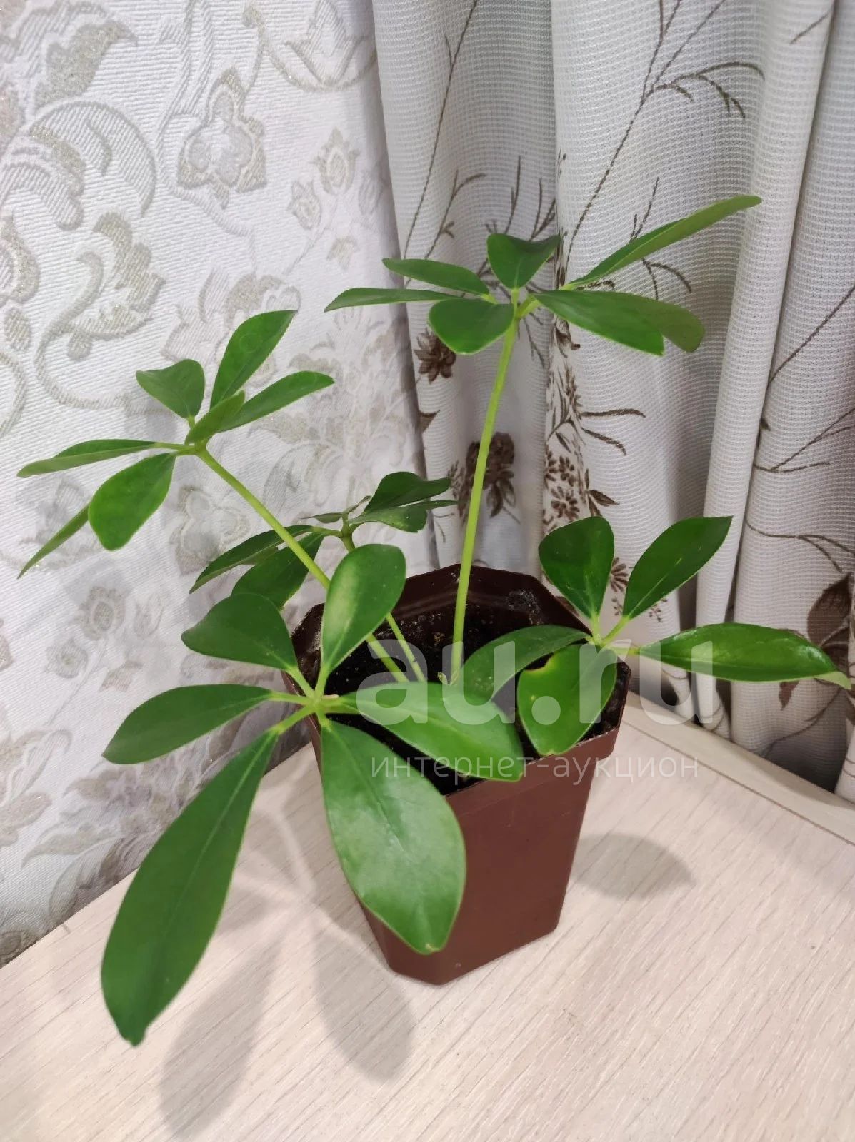 Шефлера комнатный цветок