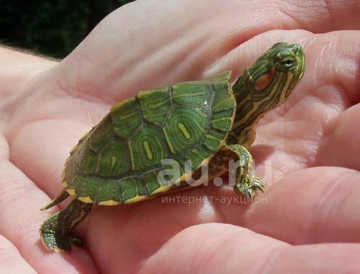 Красноухая черепаха — купить в Красноярске. Остальные животные на  интернет-аукционе Au.ru