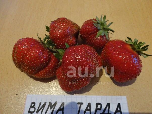 Сроки созревания и урожайность