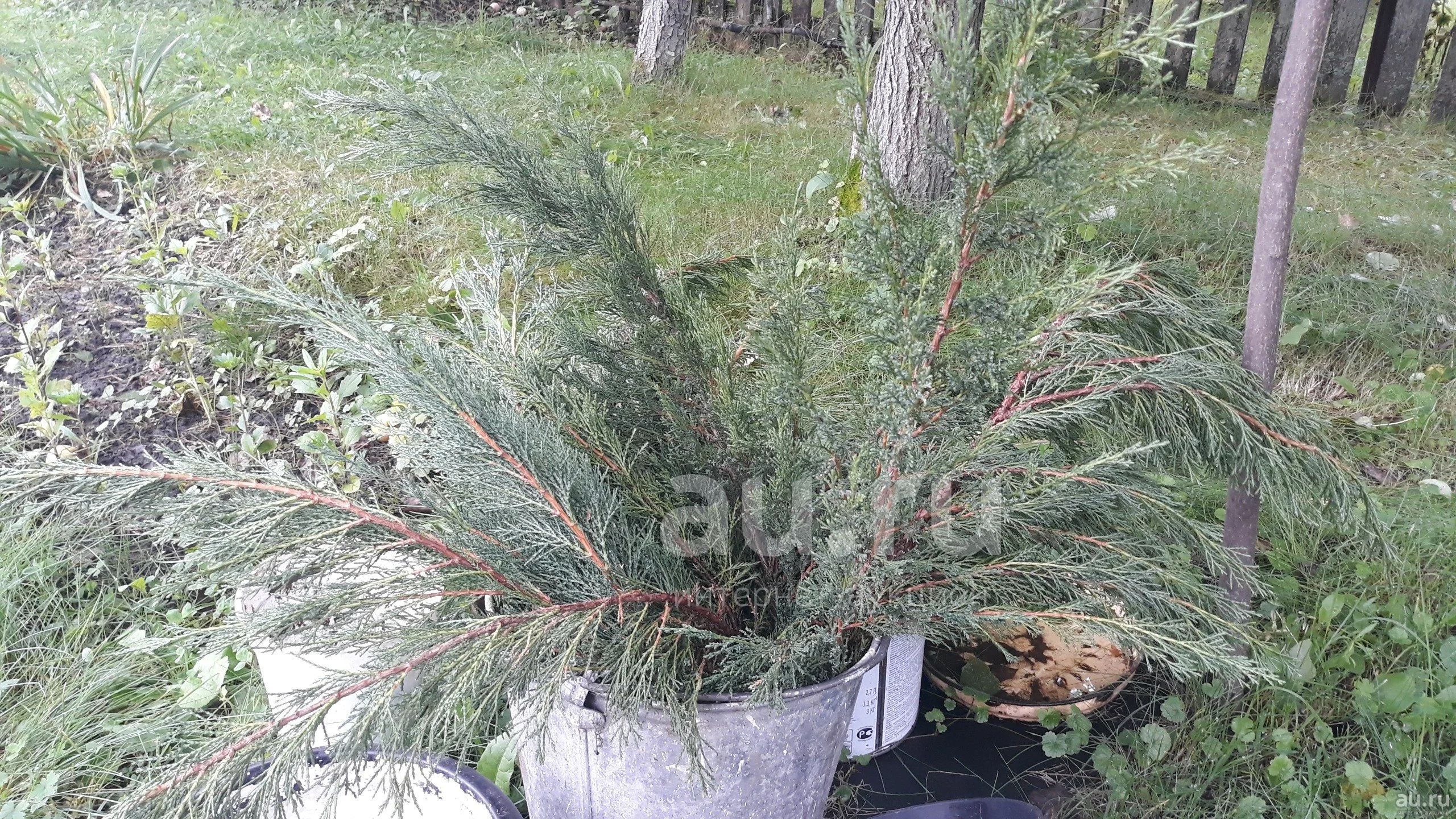 веник для бани можжевельник — купить в Красноярске. Состояние: Новое ...