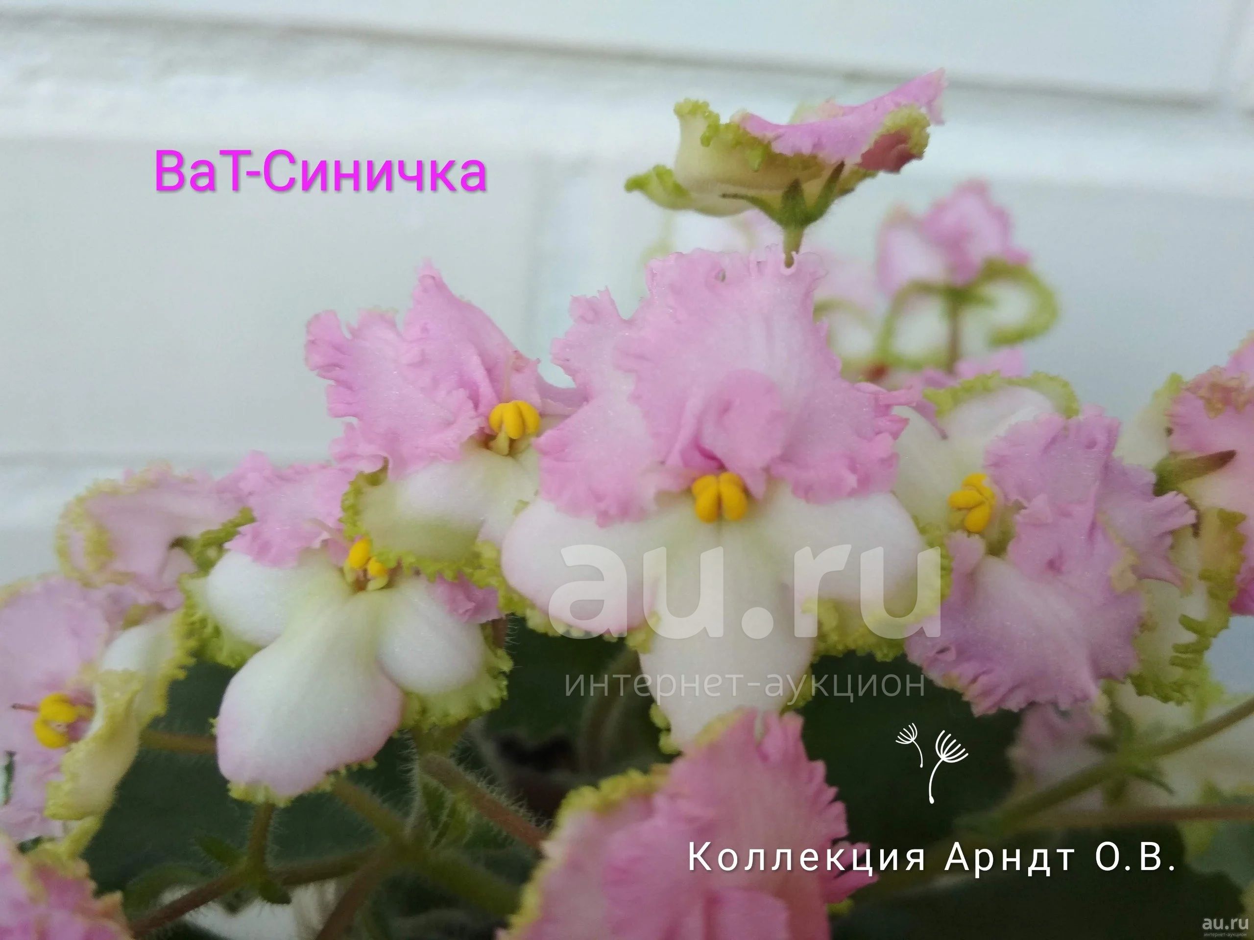 Фиалка ват синичка