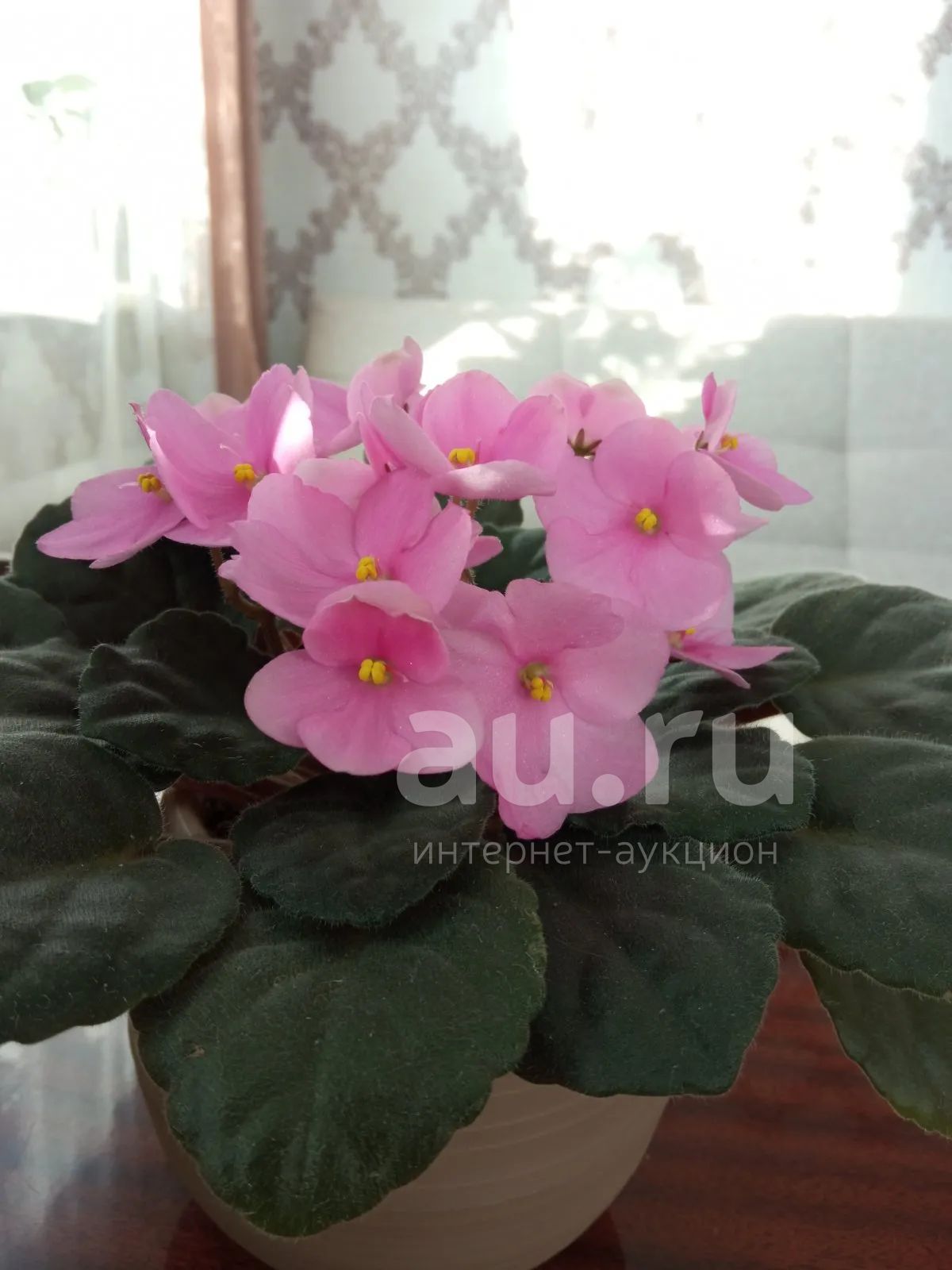 Фиалка розовая — купить в Красноярске. Горшечные растения и комнатные ...