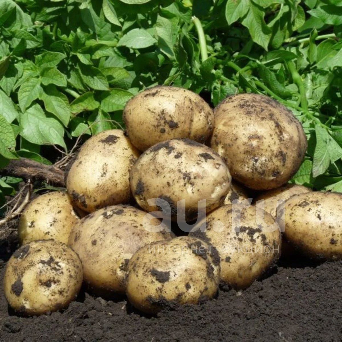 картофель альвара фото