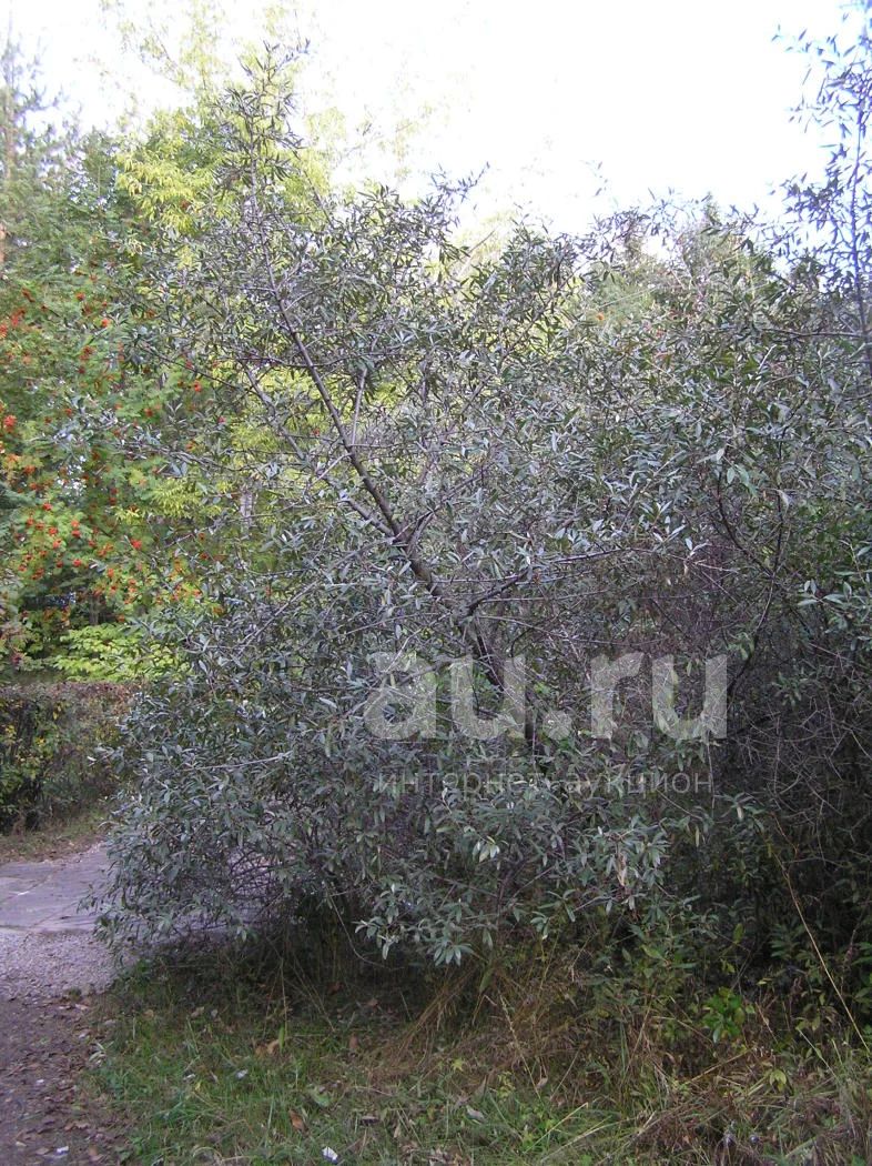 Саженцы Шефердия серебристая (лат. Shepherdia argentea) — купить в ...