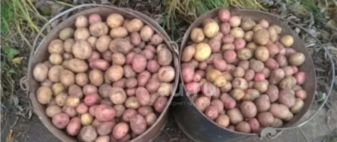 Купить Картофель На Корм На Куфаре