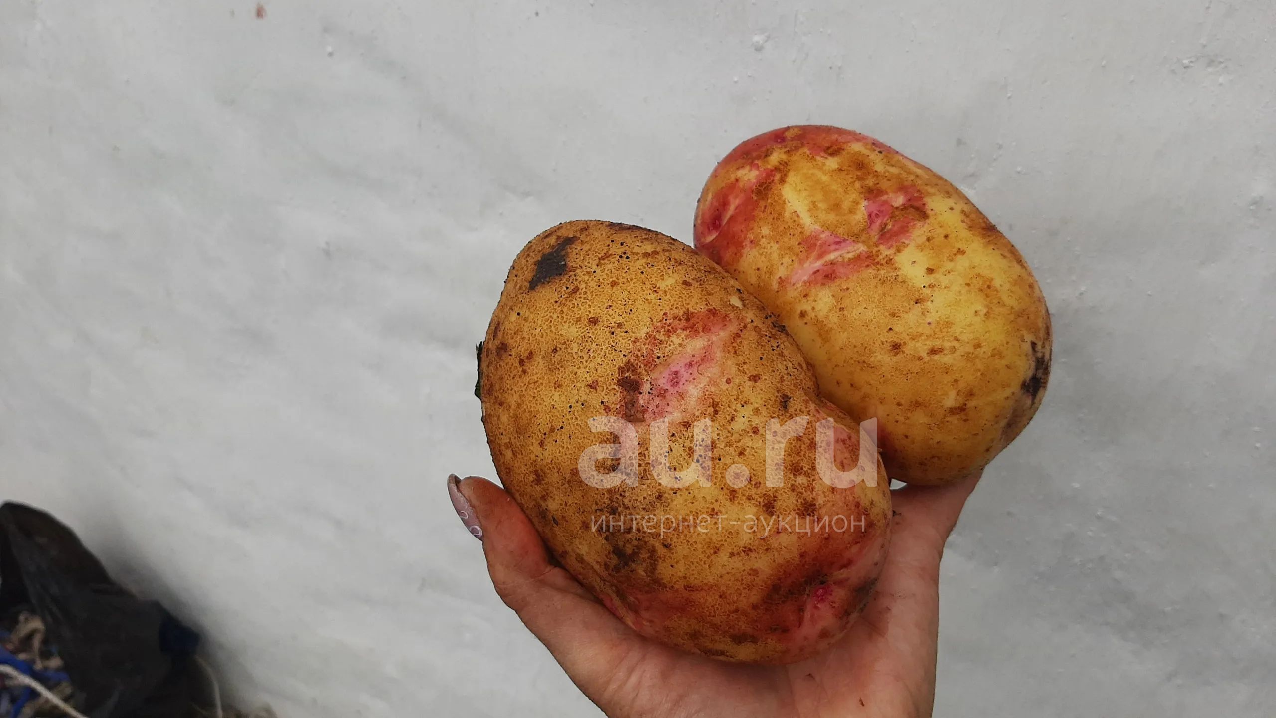 Картофель красноглазка eCookie.ru