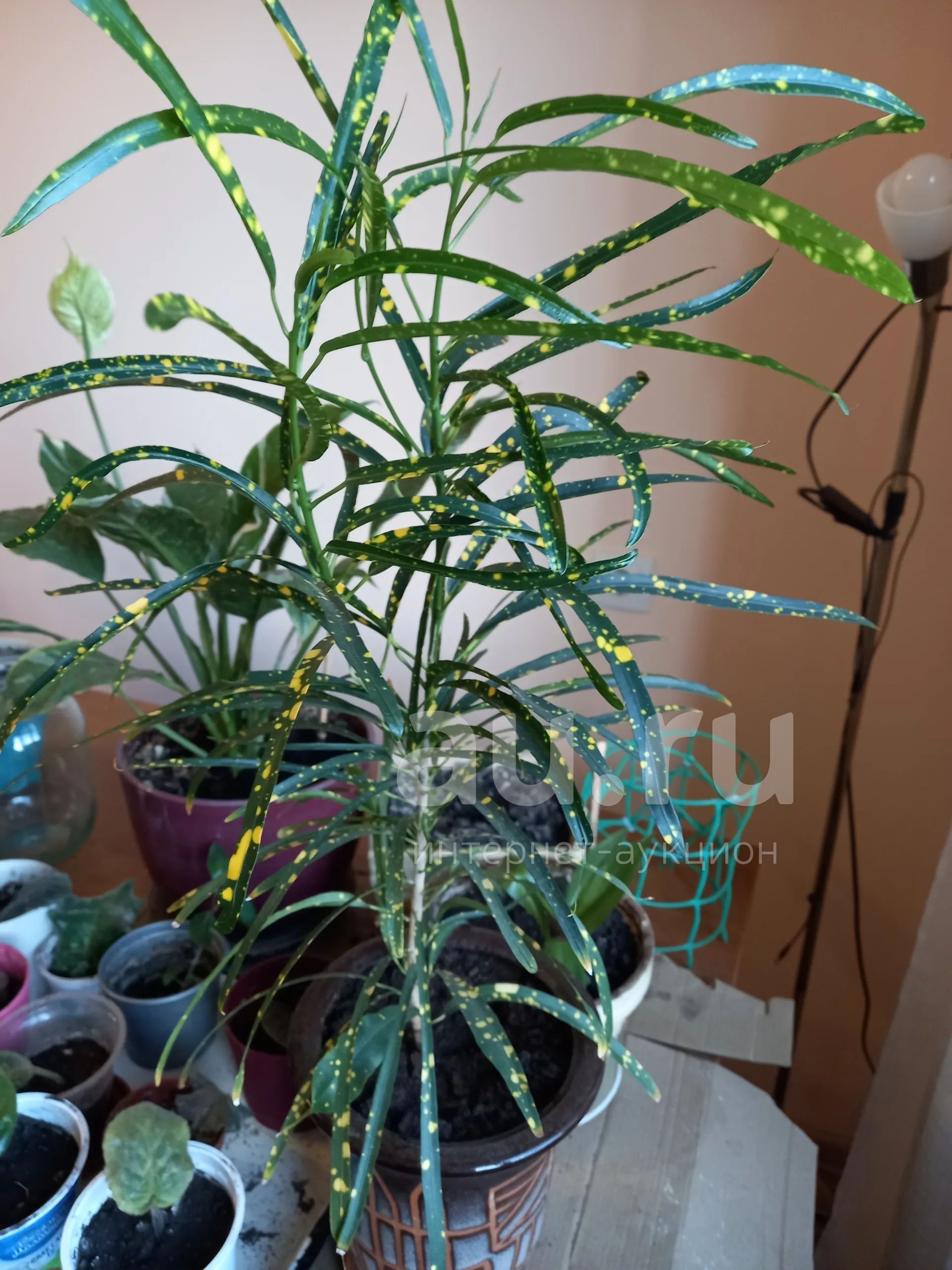 Кротон узколистный фото комнатный цветок