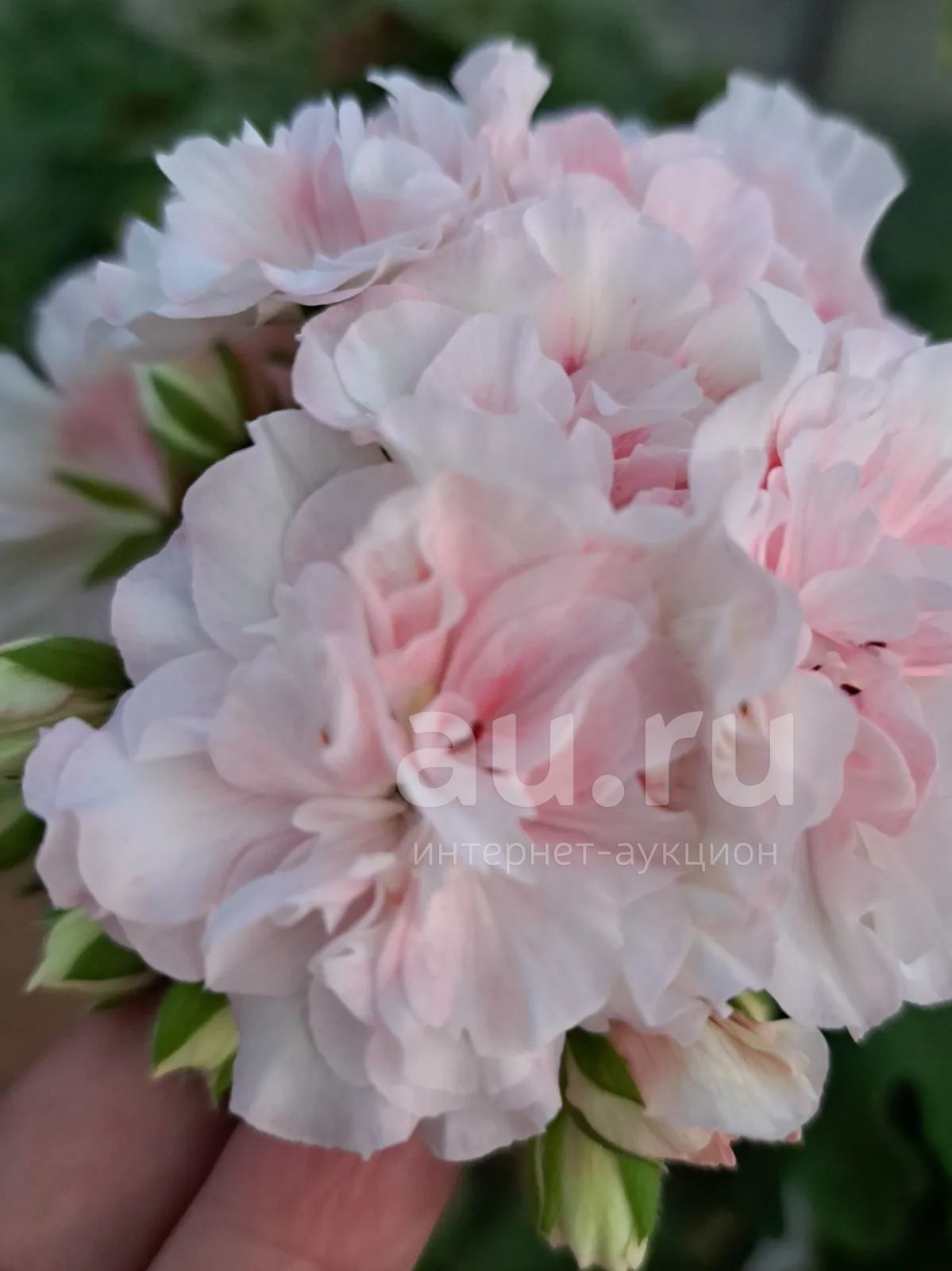 Ив галина уланова пеларгония фото Ив галина уланова пеларгония описание фотосток