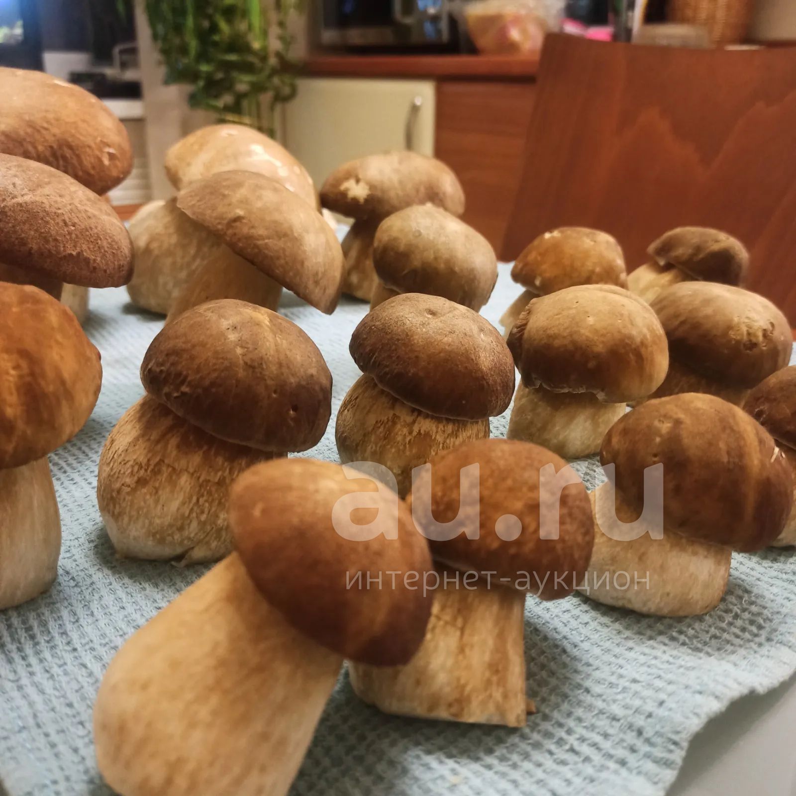 Белые грибы — купить в Красноярске. Грибы на интернет-аукционе Au.ru