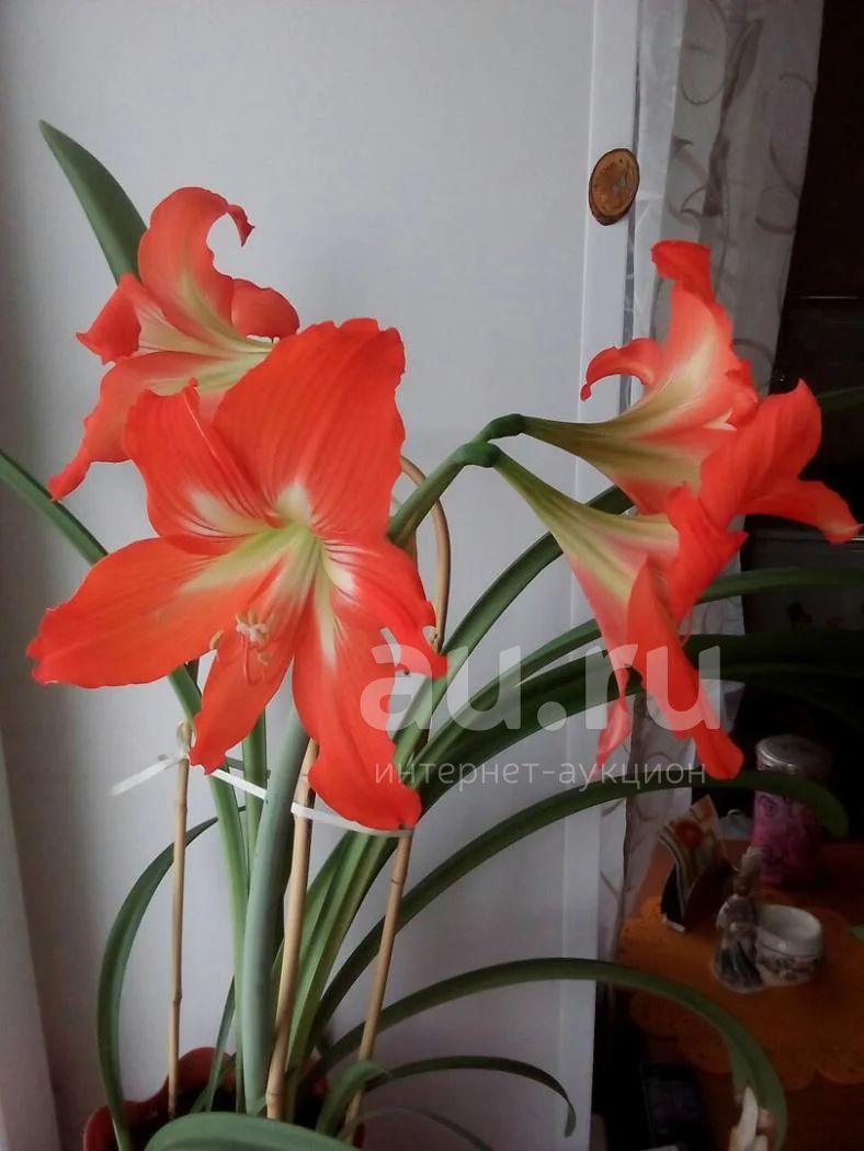 Лилия Апполо комнатная
