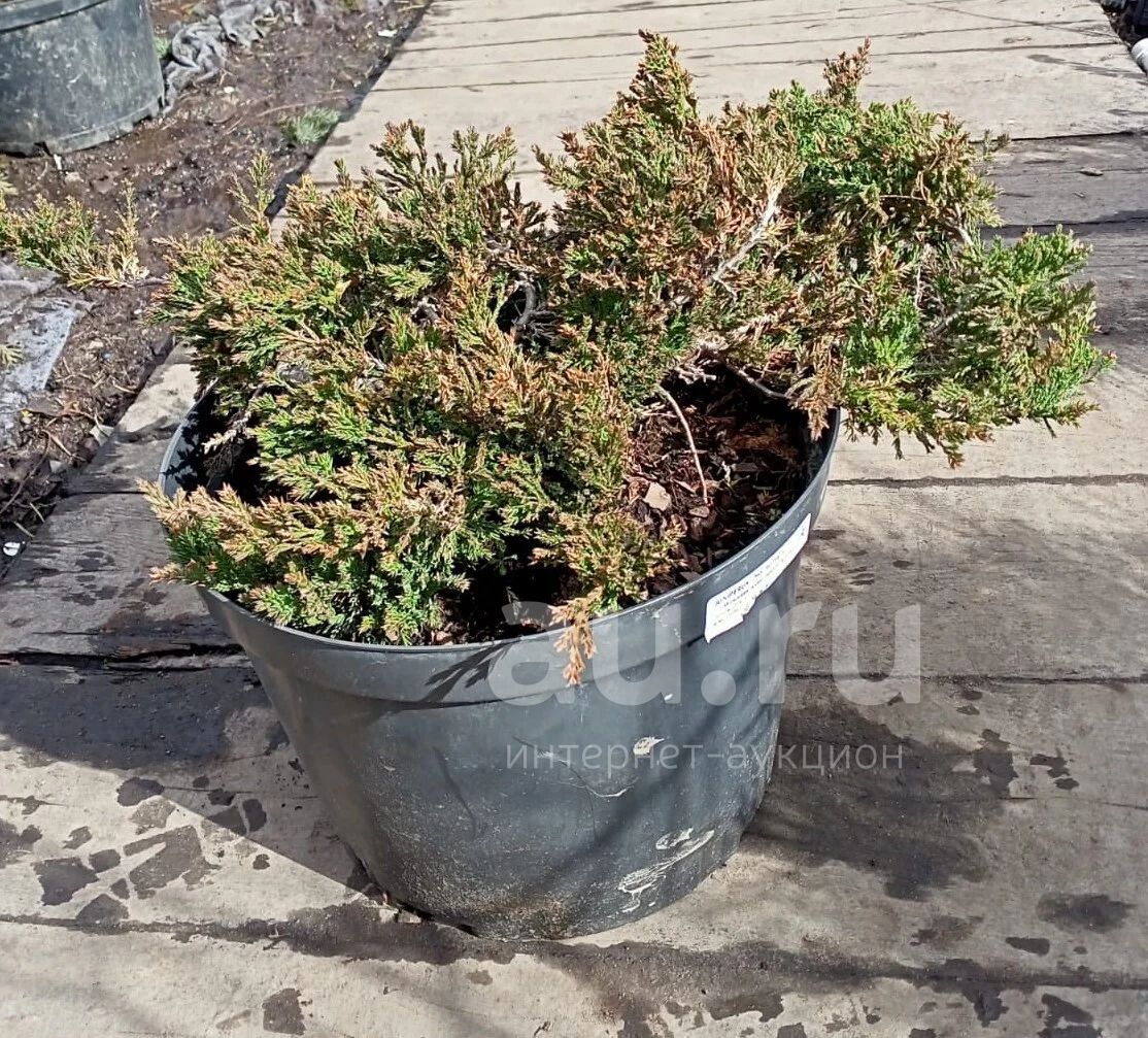 МОЖЖЕВЕЛЬНИК ГОРИЗОНТАЛЬНЫЙ ПРИНЦ ОФ УЭЛЬС | JUNIPERUS HORIZONTALIS ...