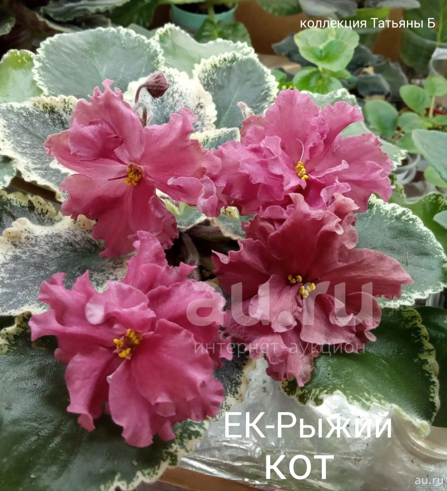 Фиалка ЕК рыжий кот