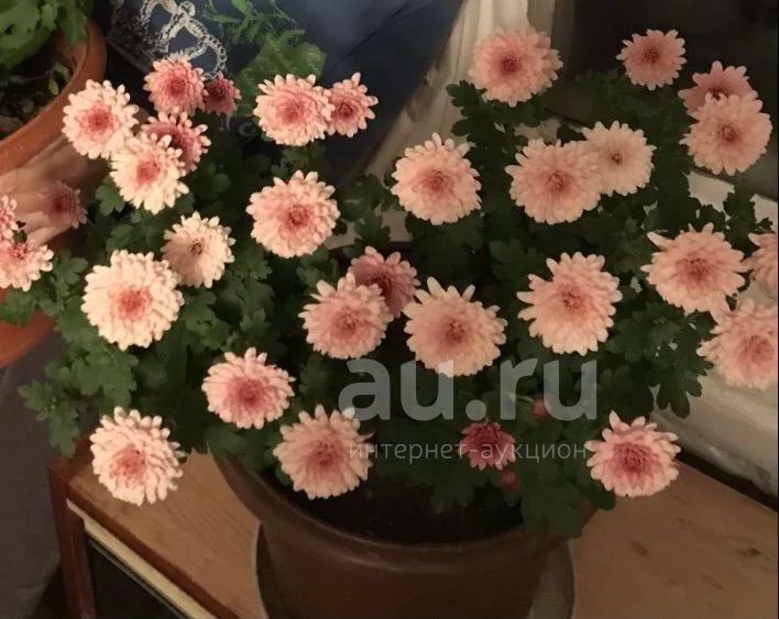 Хризантема комнатная — купить в Красноярске. Горшечные растения и ...