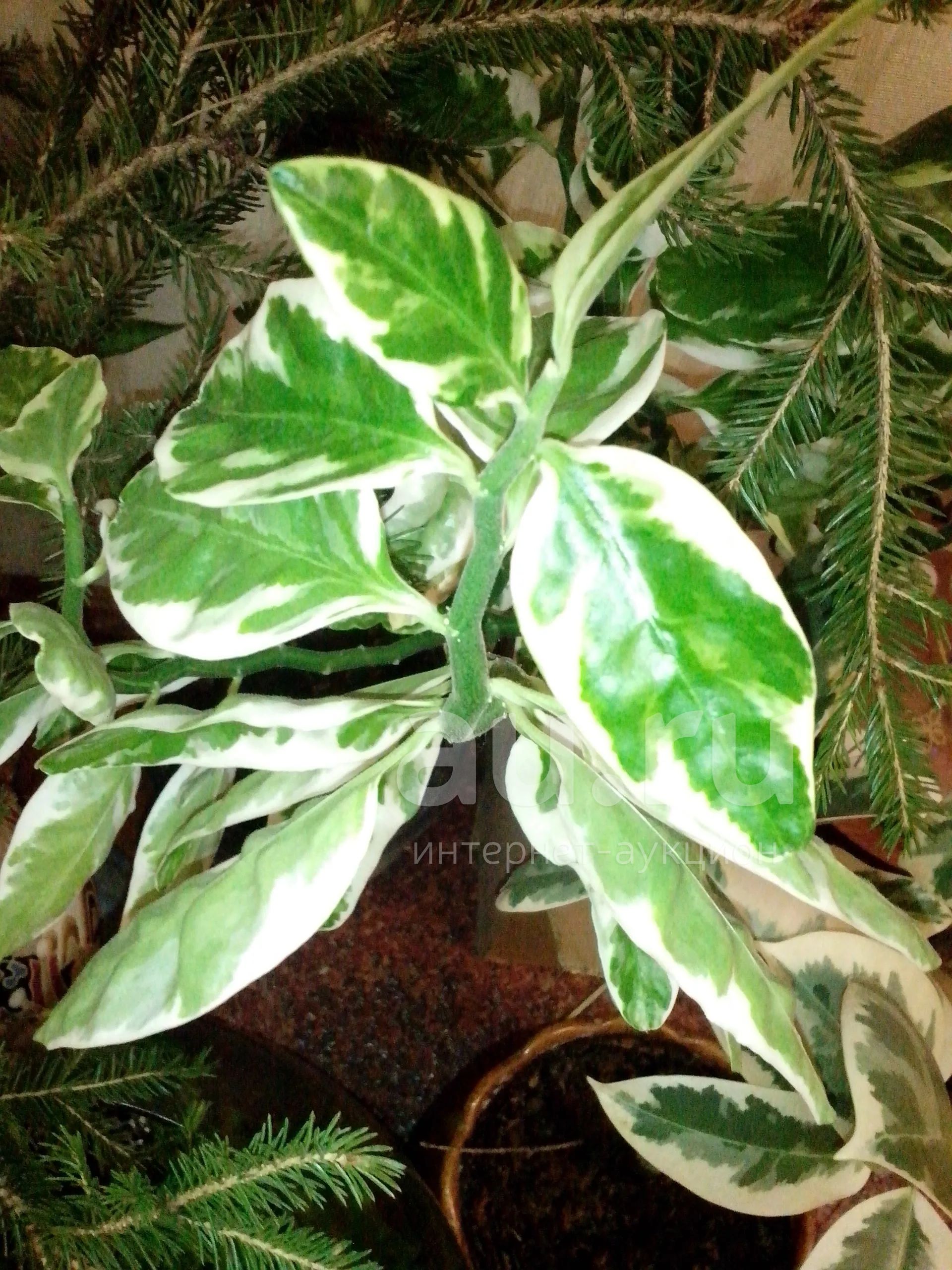 Фикус каучуковый Variegata – с пестрыми листьями см.фото — купить в ...