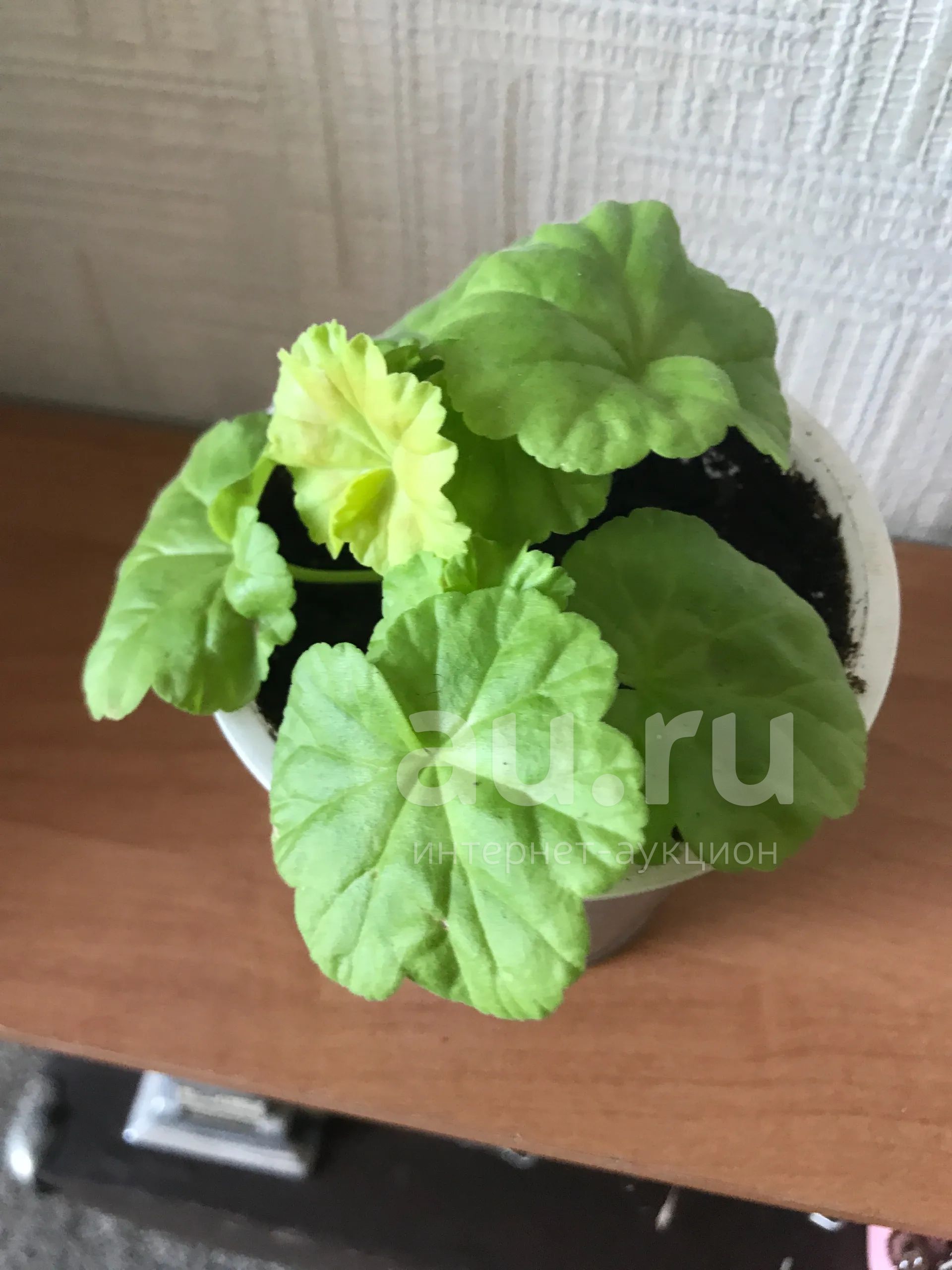 Карликовая пеларгония — купить в Красноярске. Горшечные растения и ...