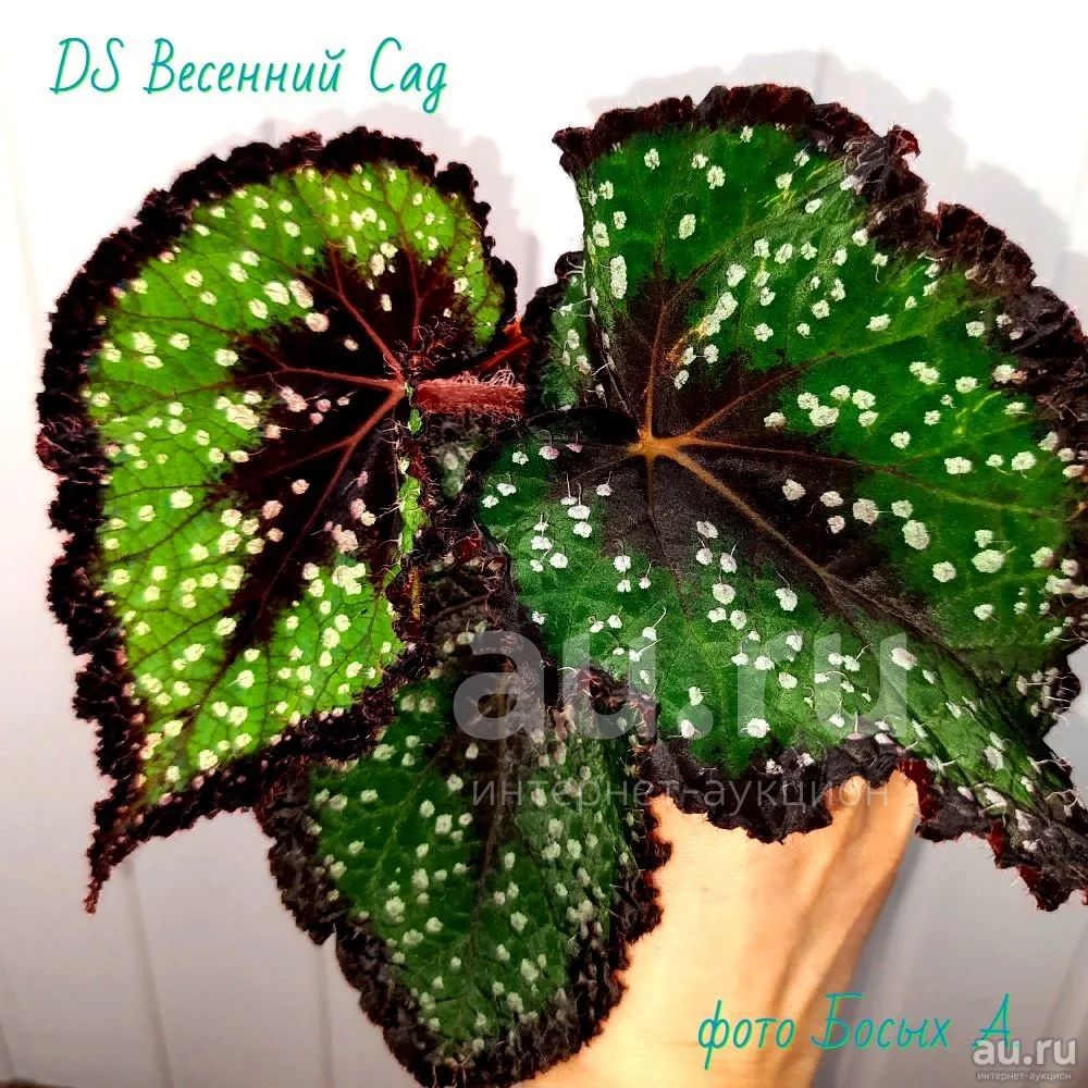 Посадка и выращивание бегонии DS-Весенний Сад