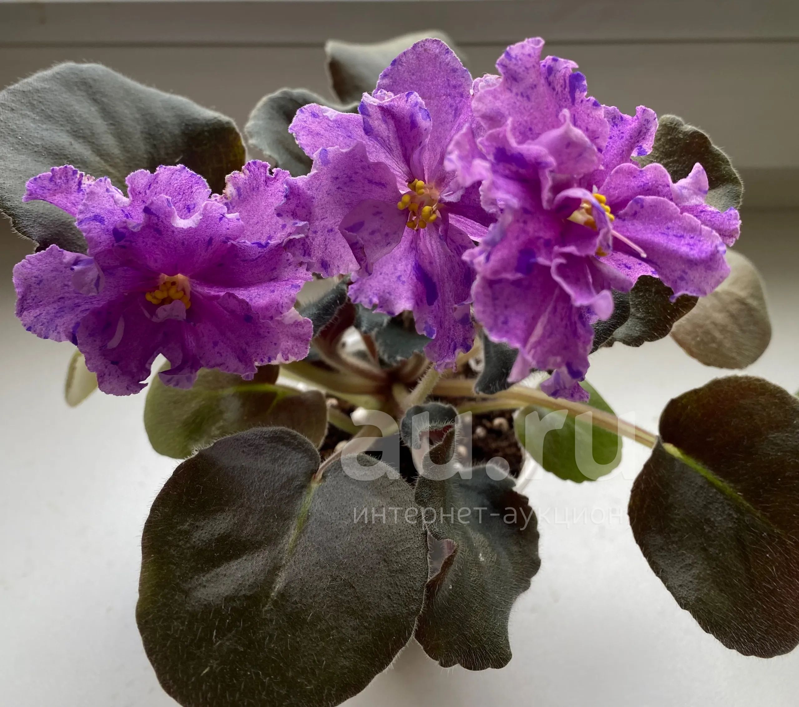 Фиалка dn-Чаривна квитка.Стартер с фото — купить в Красноярске ...